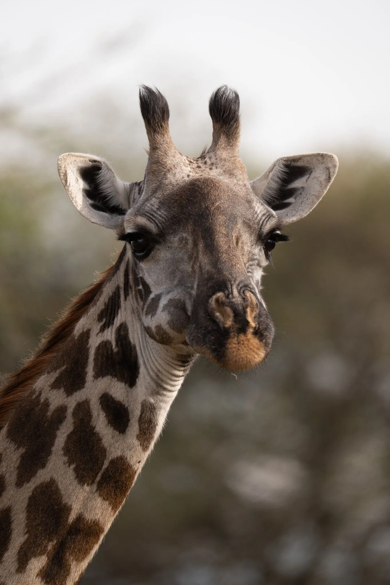 Tanzania, Tanzania