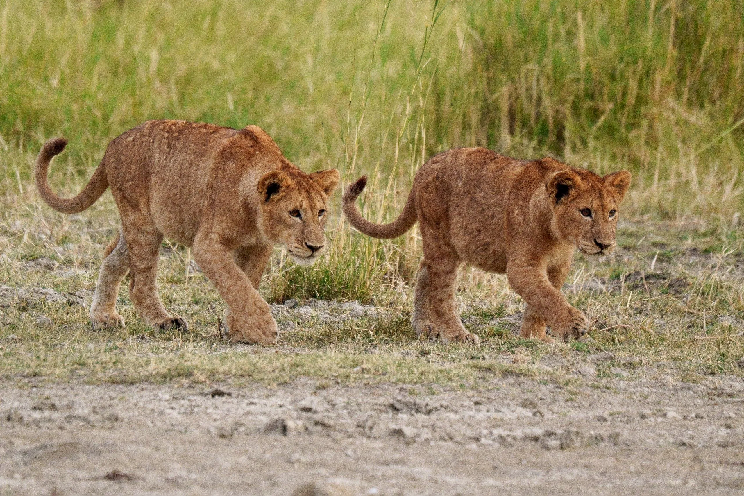 Tanzania, Tanzania