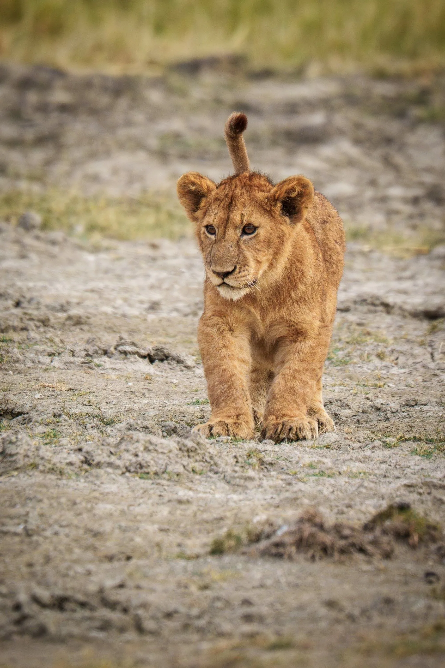 Tanzania, Tanzania