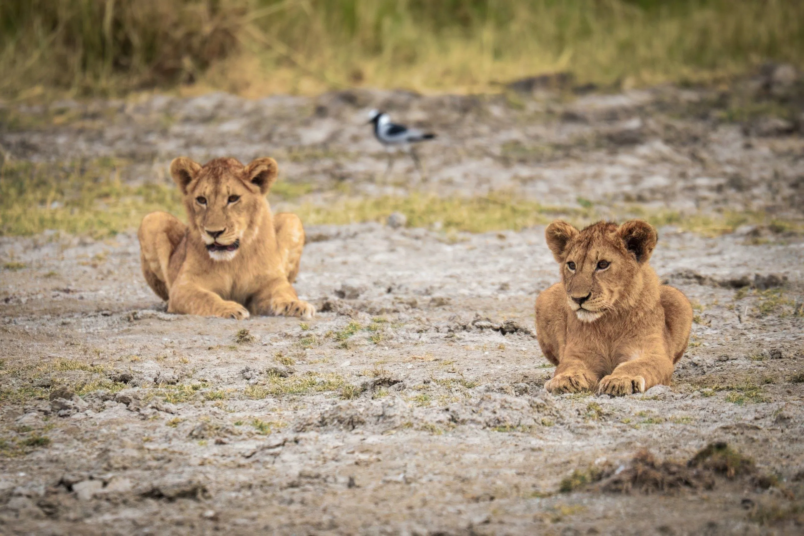 Tanzania, Tanzania