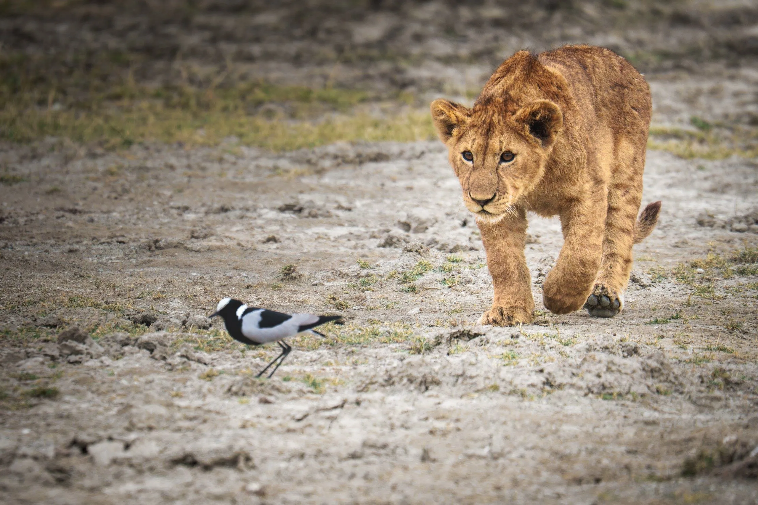 Tanzania, Tanzania