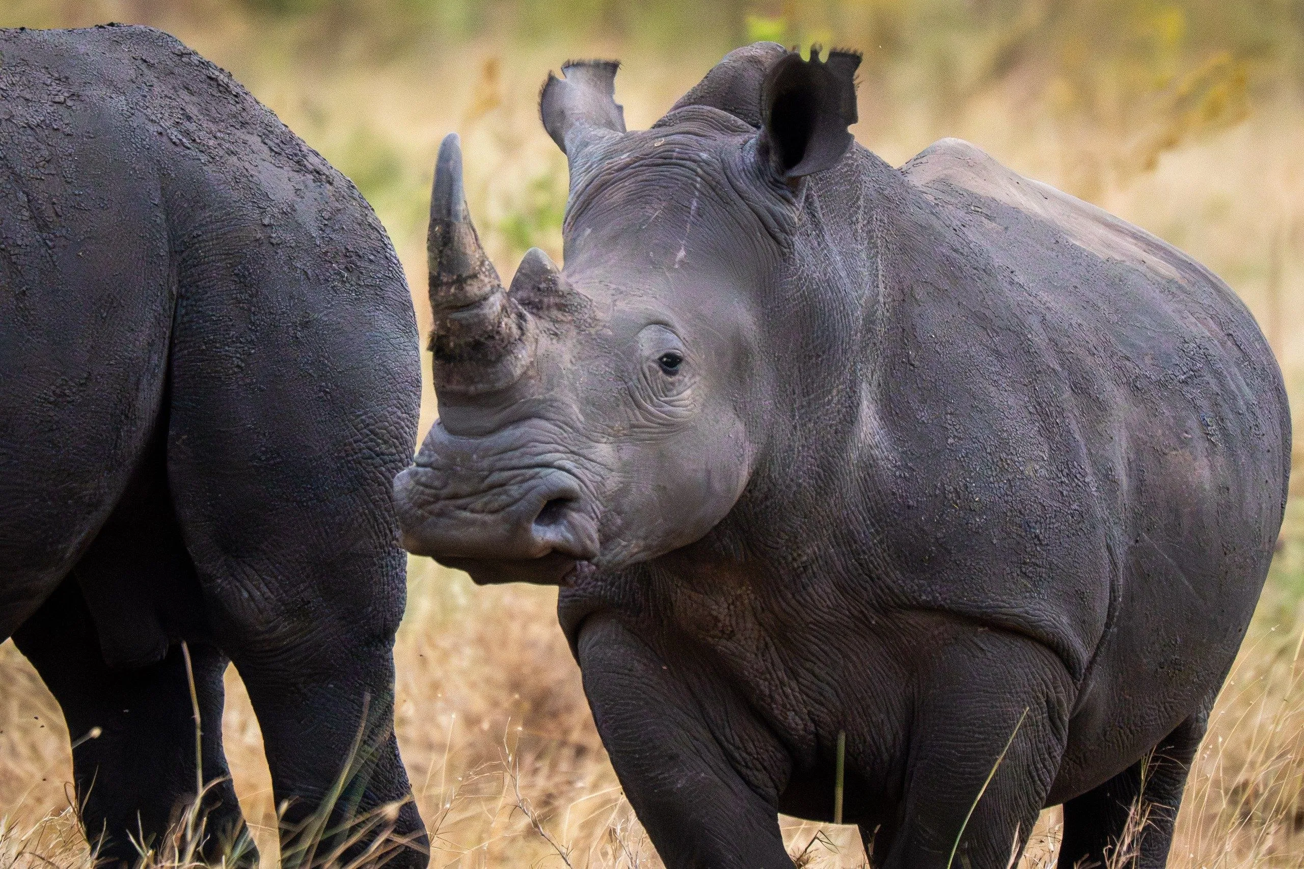 Tanzania, Tanzania