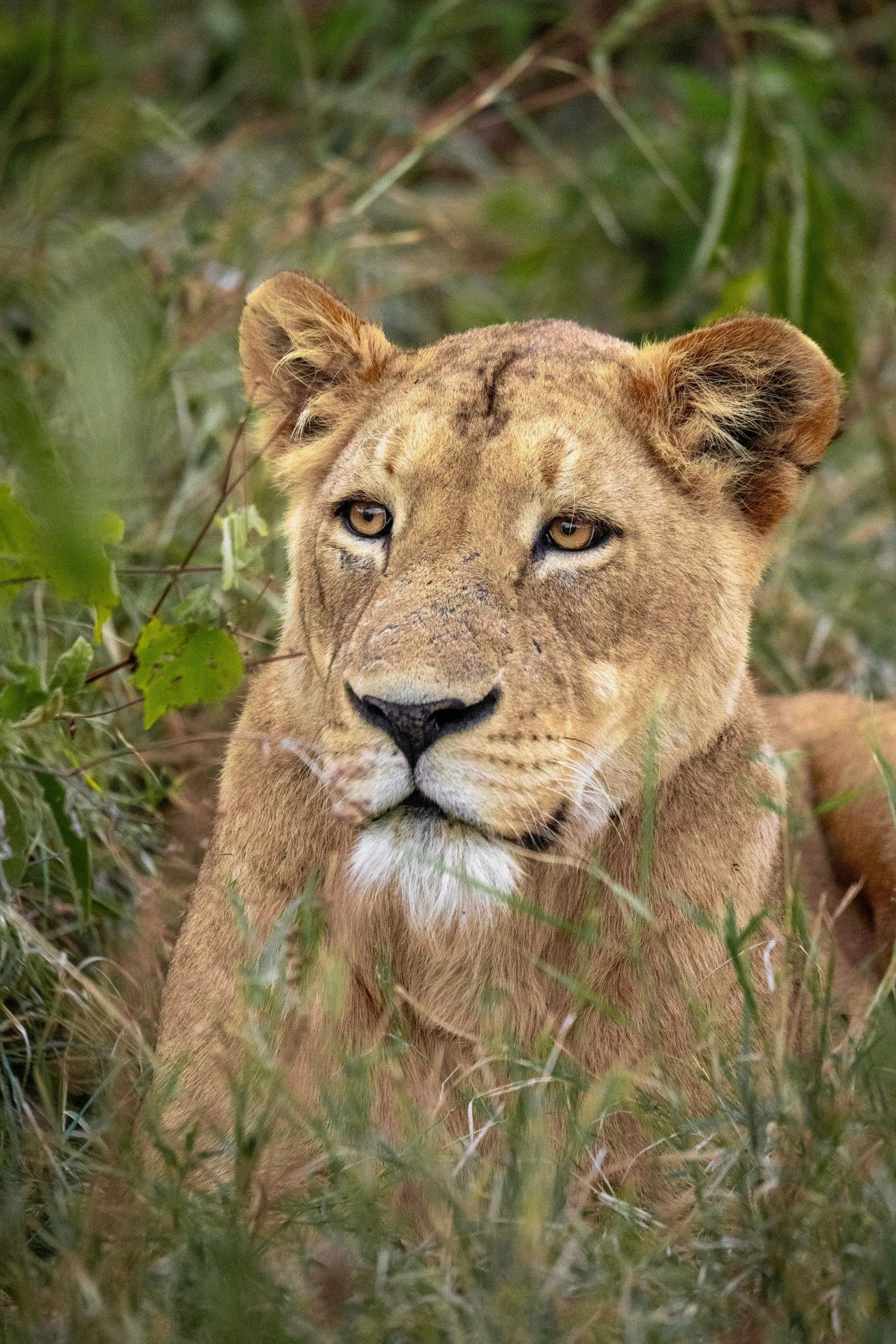 Tanzania, Tanzania