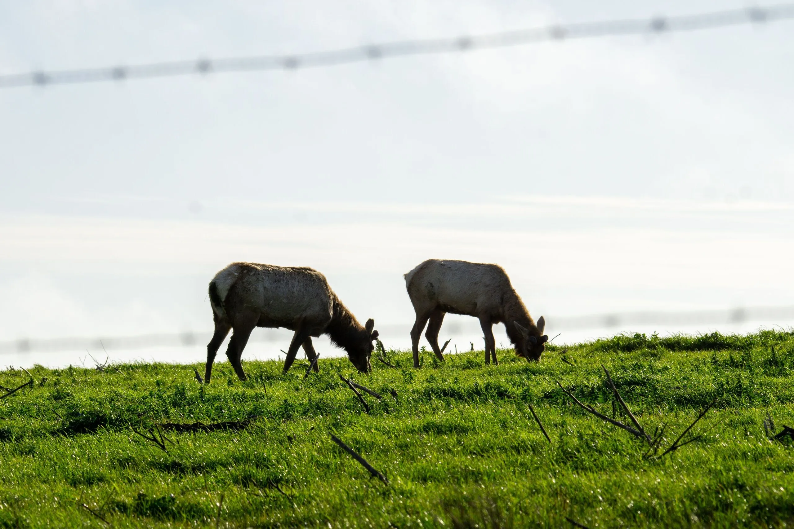 Tule elk grazing at first light behind a ranch fence, Point Reyes, CA