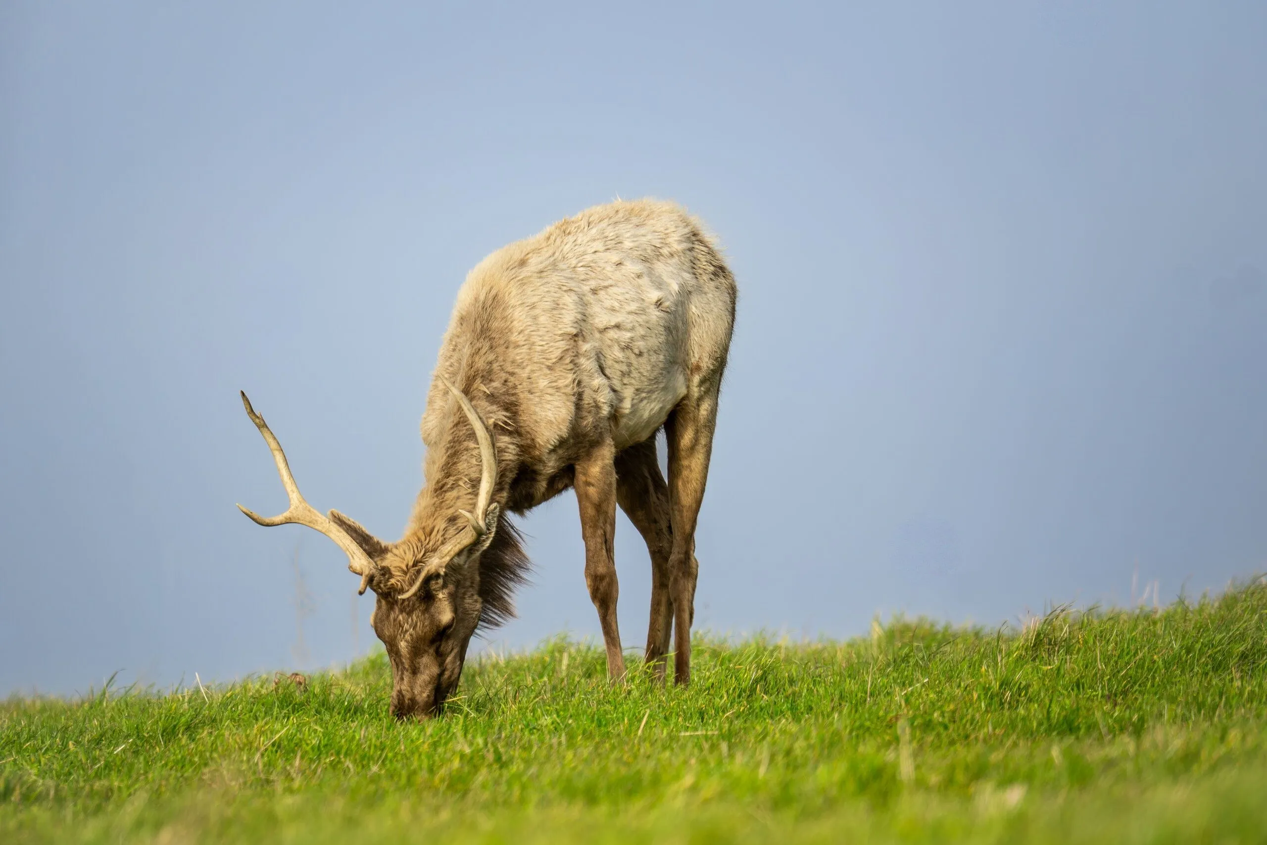 A tule elk grazing on a coastal ridge, Point Reyes, CA