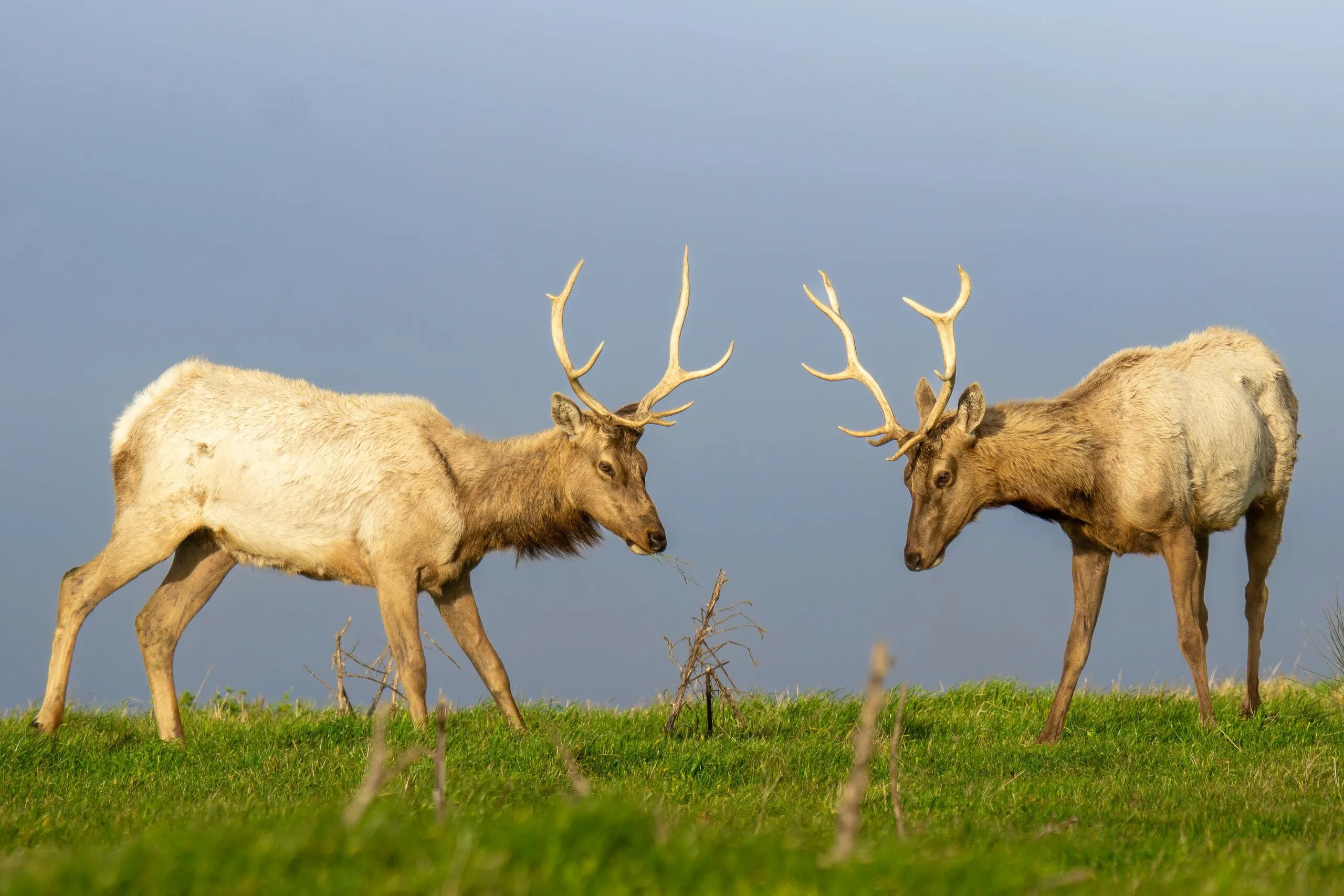 Two bull tule elk facing off in the grass, Point Reyes, CA