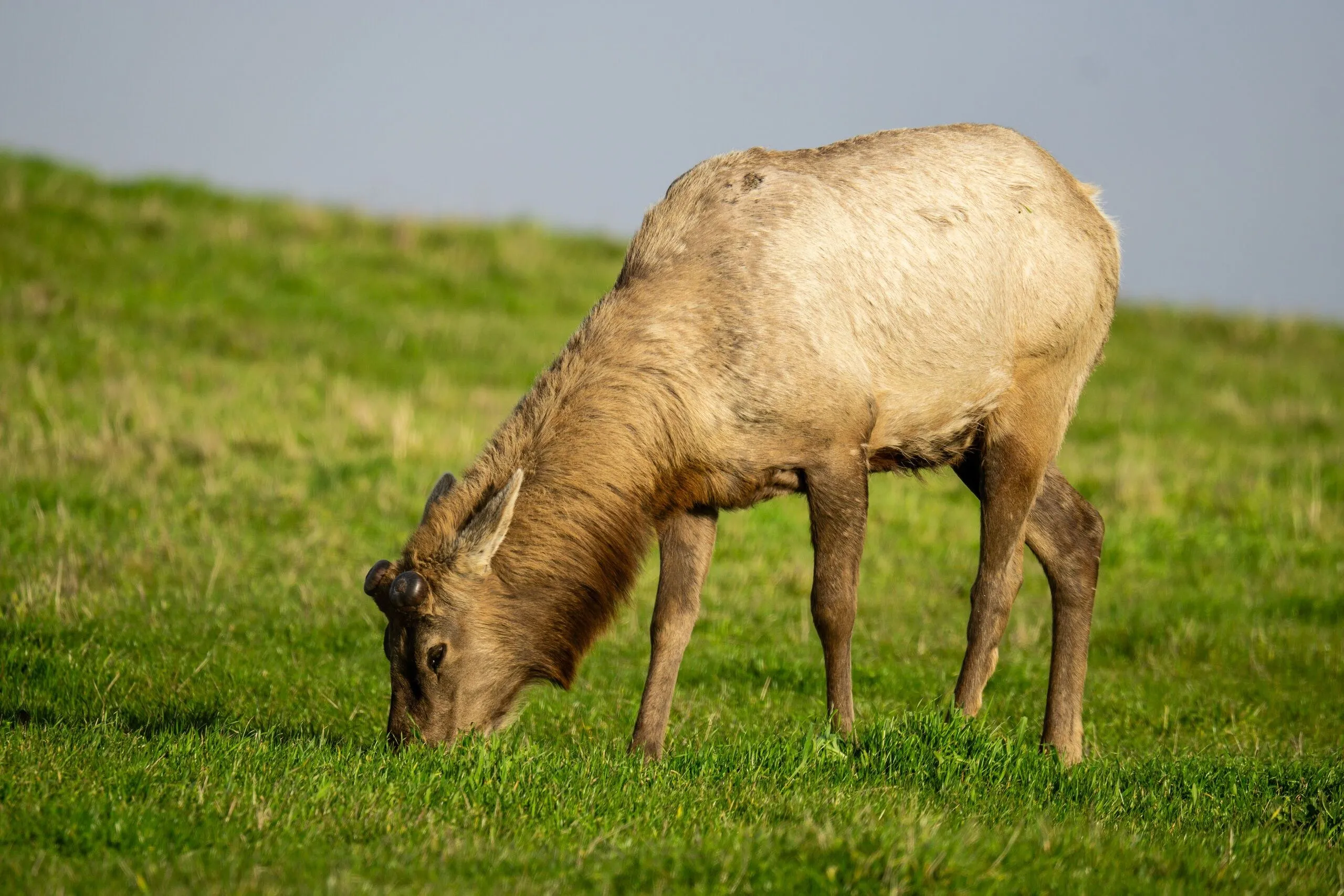 A tule elk grazing in green pasture, Point Reyes, CA