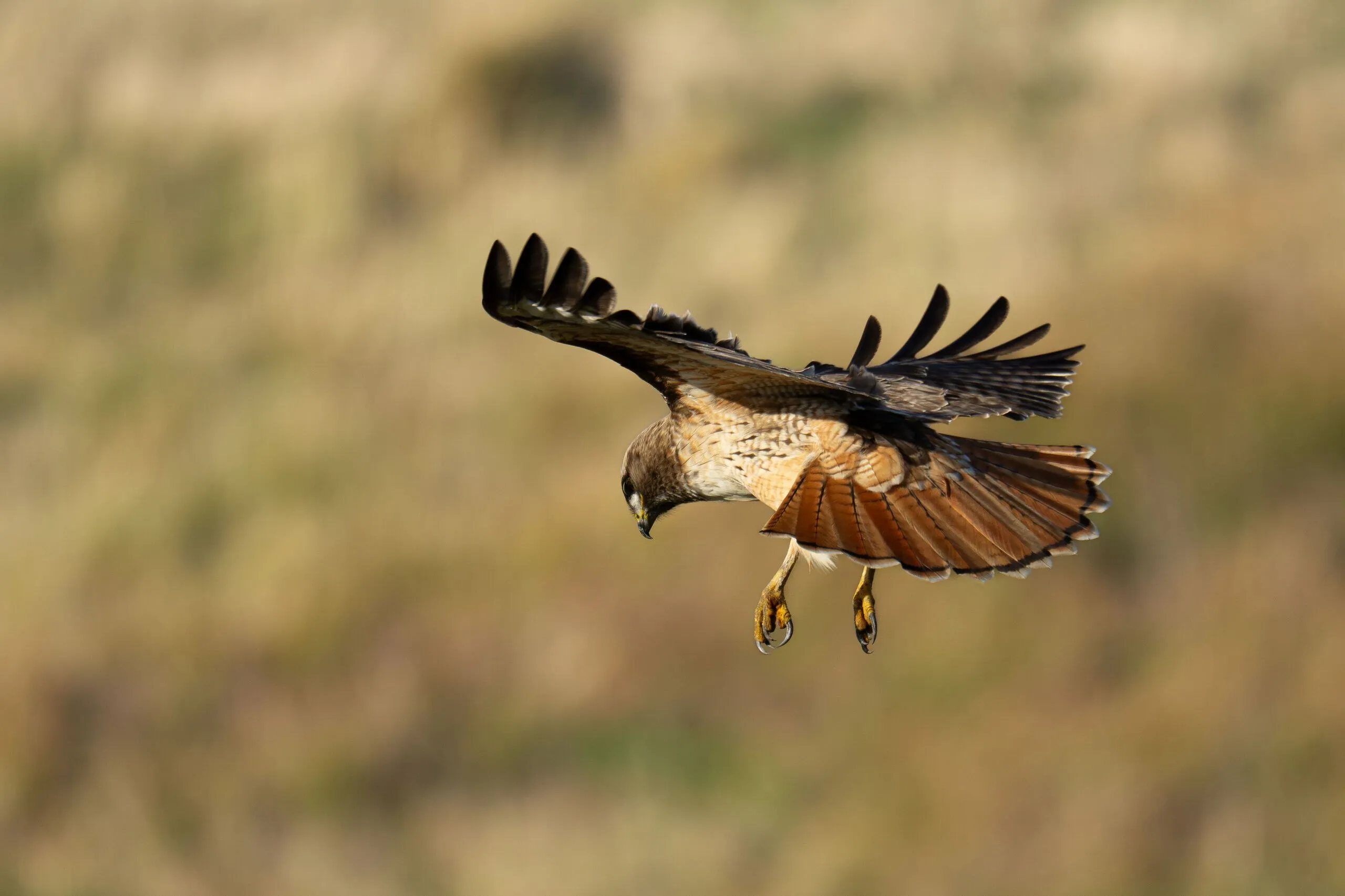 A red-tailed hawk coming in to land, Point Reyes, CA