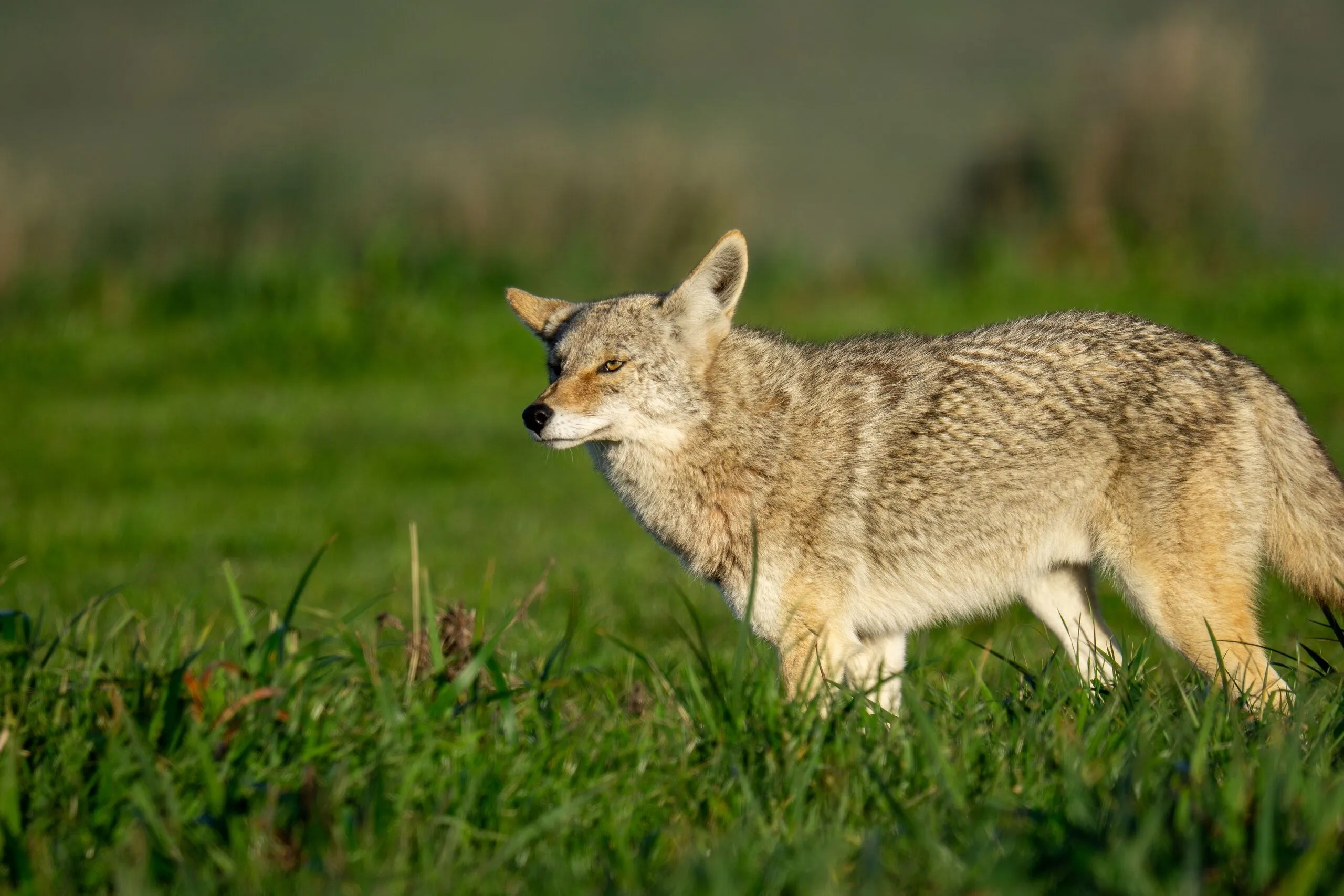 A coyote moving through coastal grassland, Point Reyes, CA