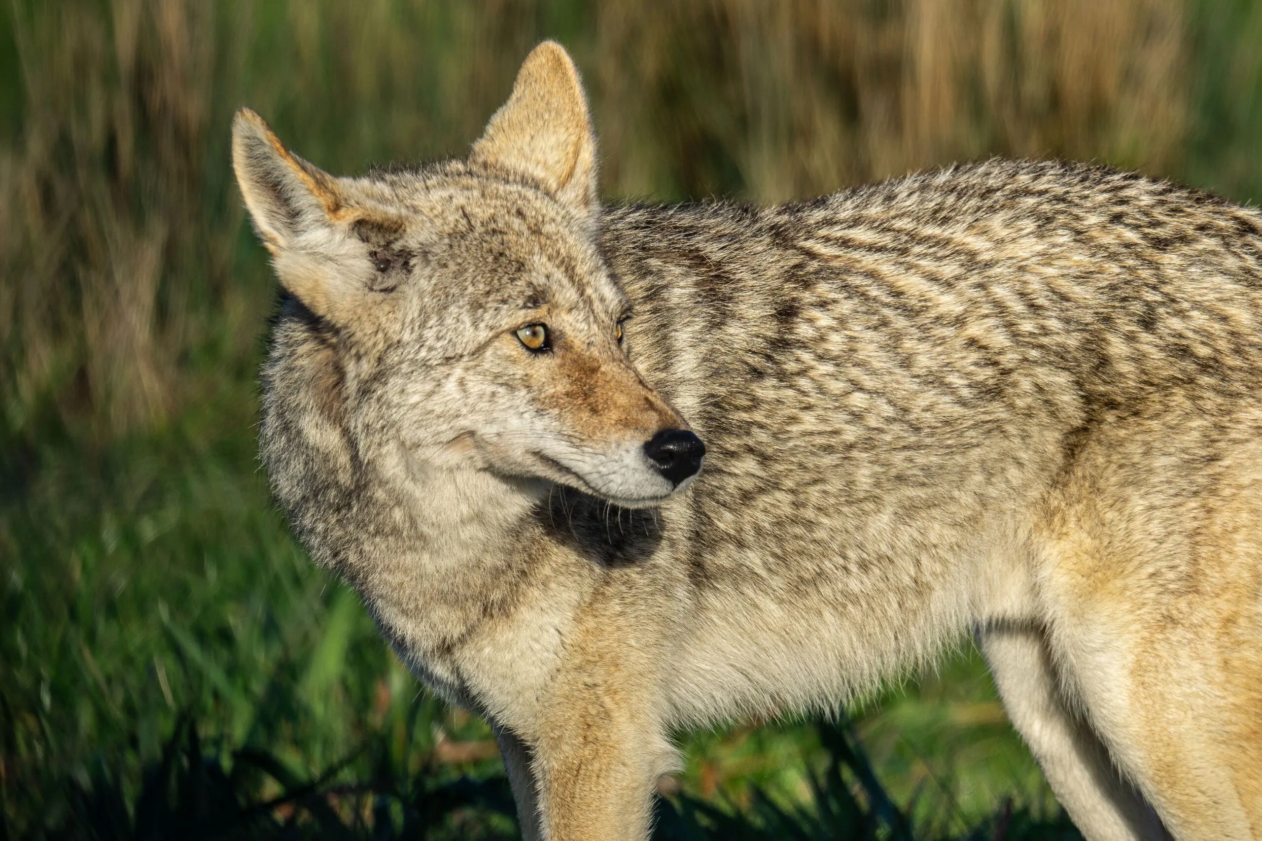 A coyote standing in golden evening light, Point Reyes, CA