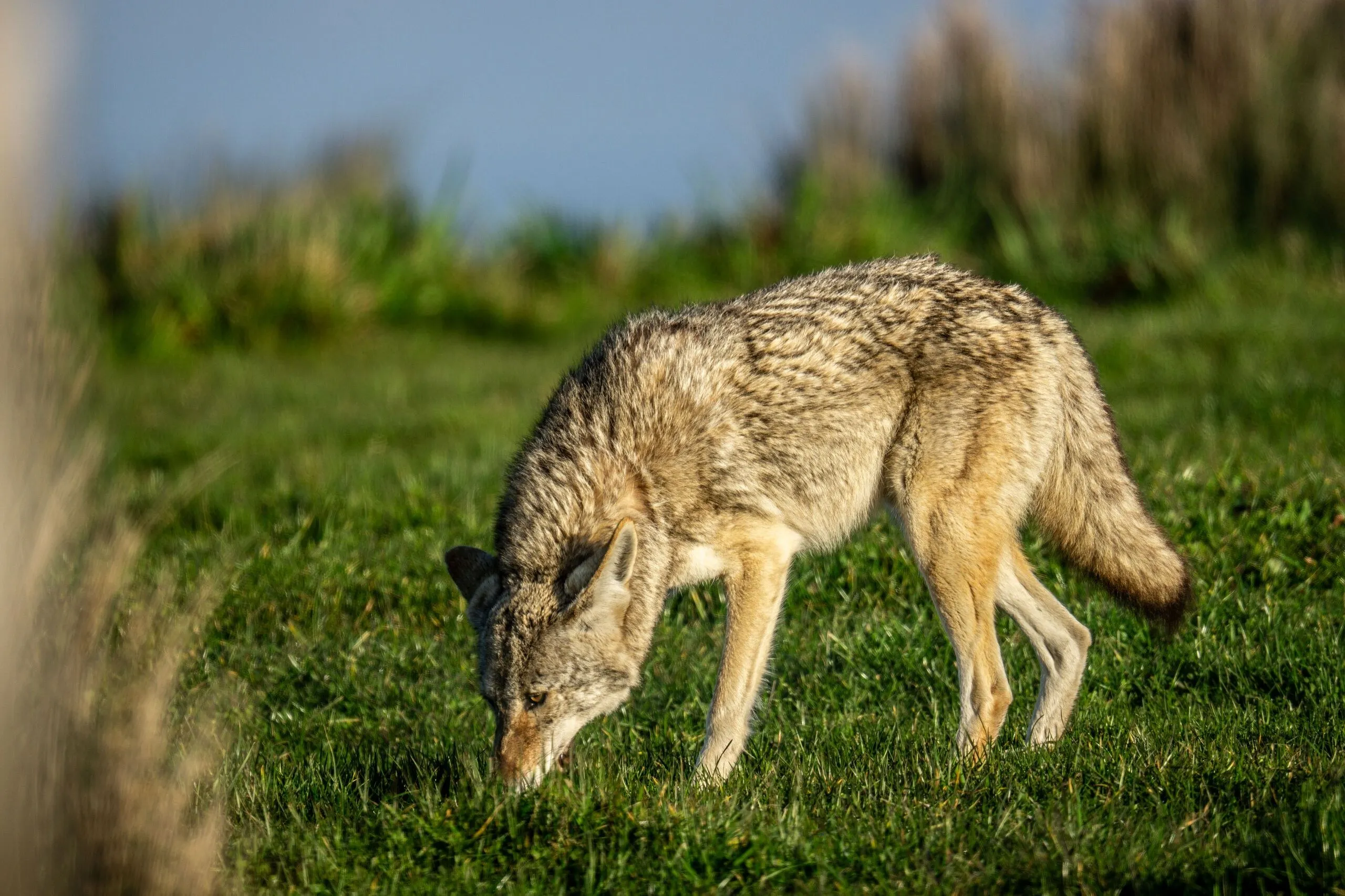 A coyote foraging in tall grass, Point Reyes, CA