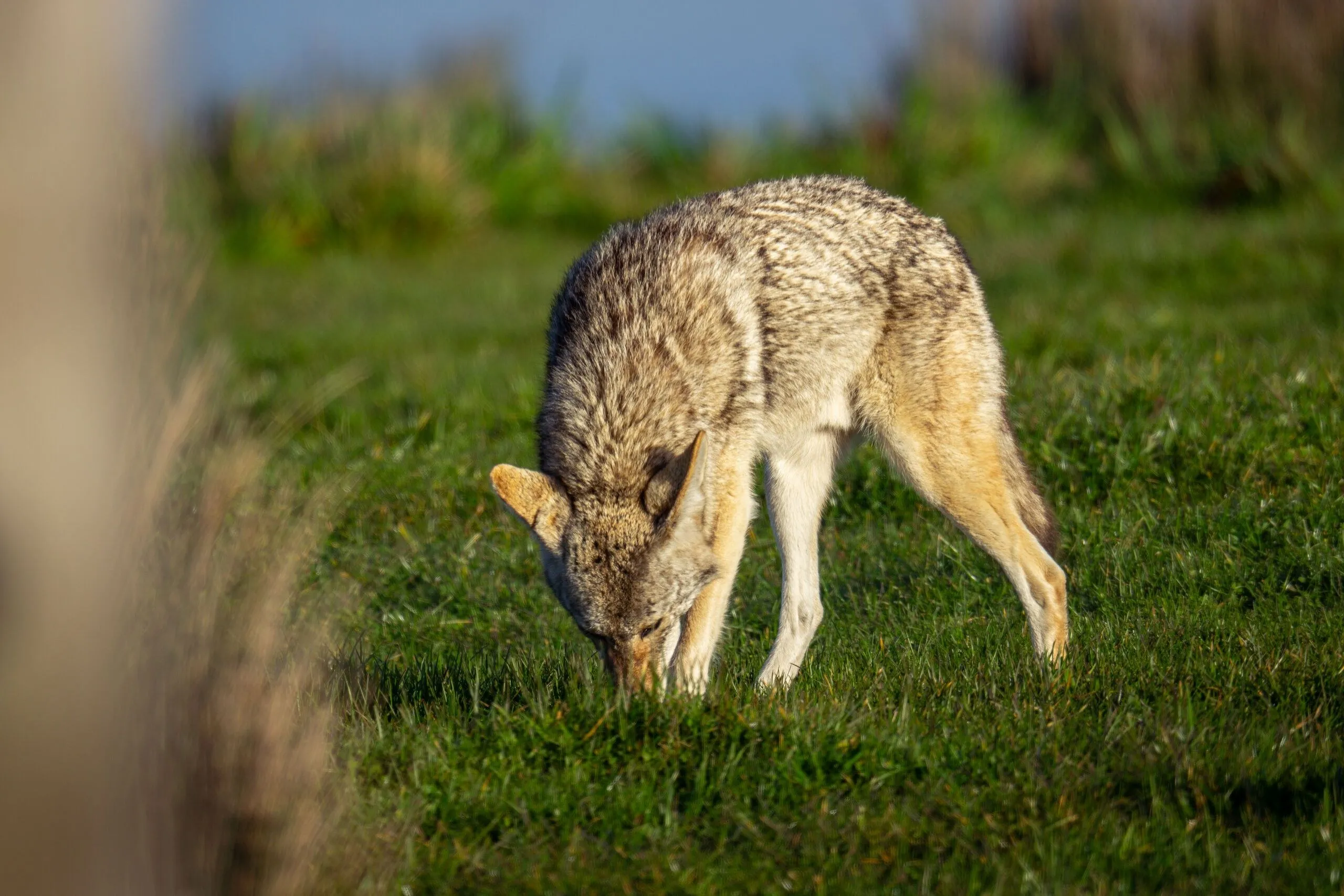 A coyote nosing through the grass, Point Reyes, CA