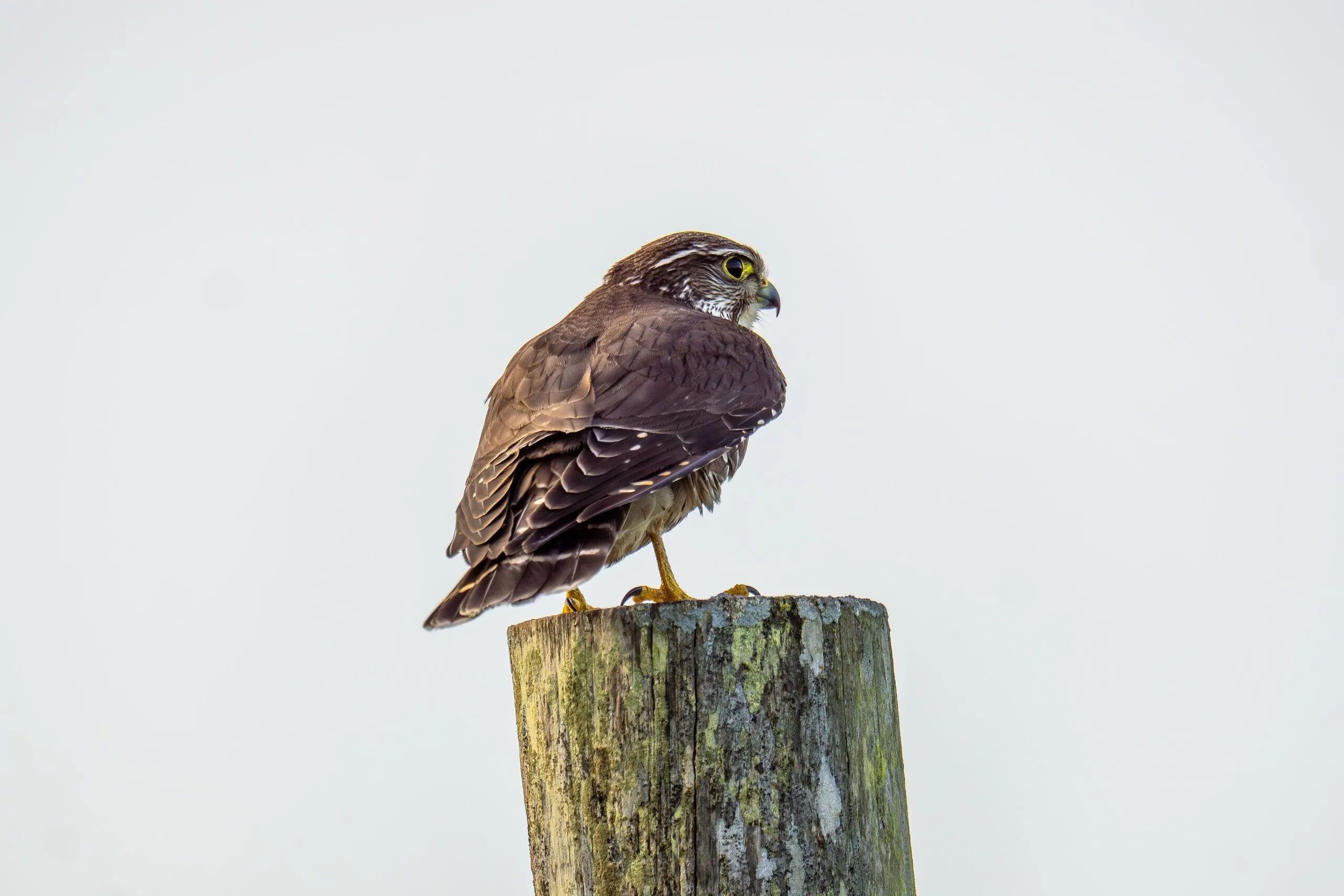 A falcon perched on a weathered fence post, Point Reyes, CA