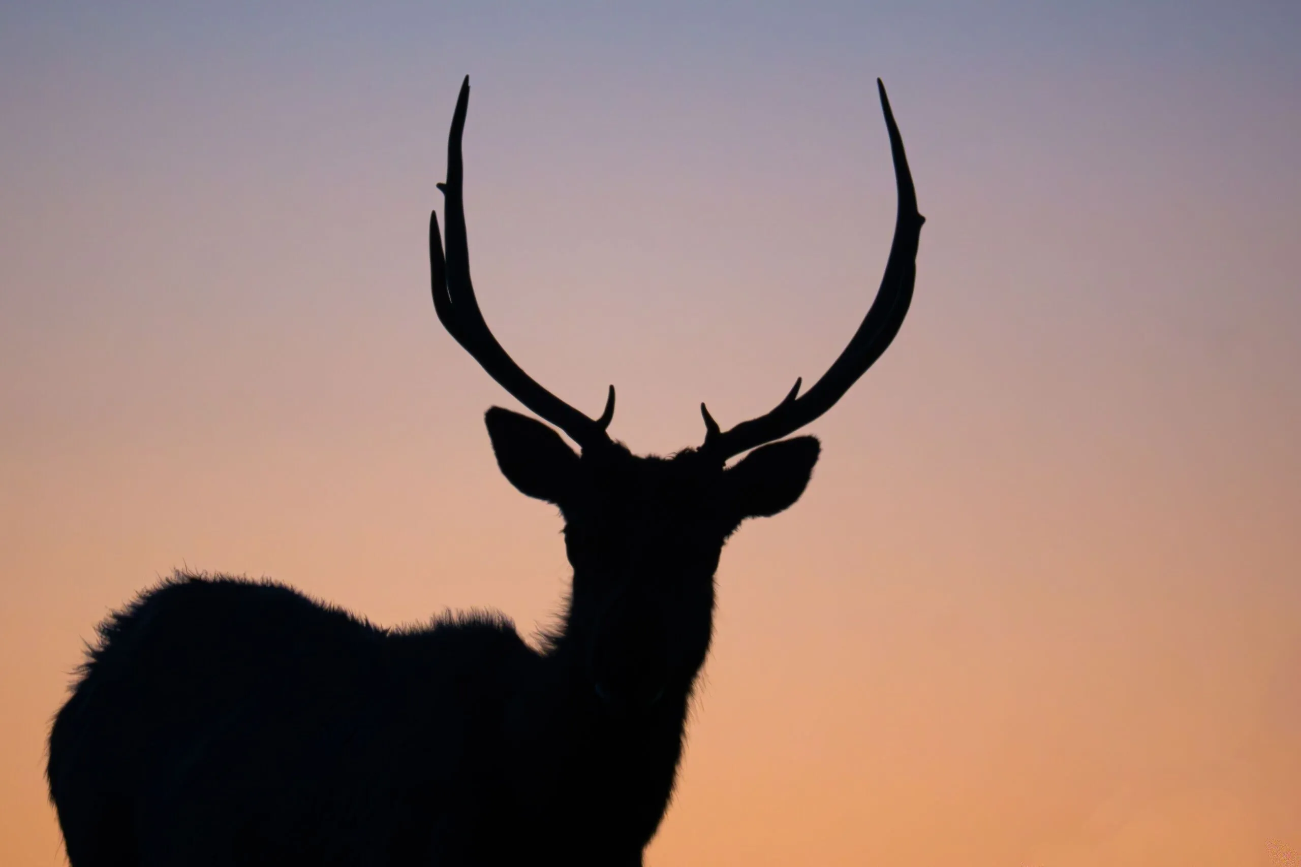 A bull elk silhouetted against a sunset sky, Point Reyes, CA