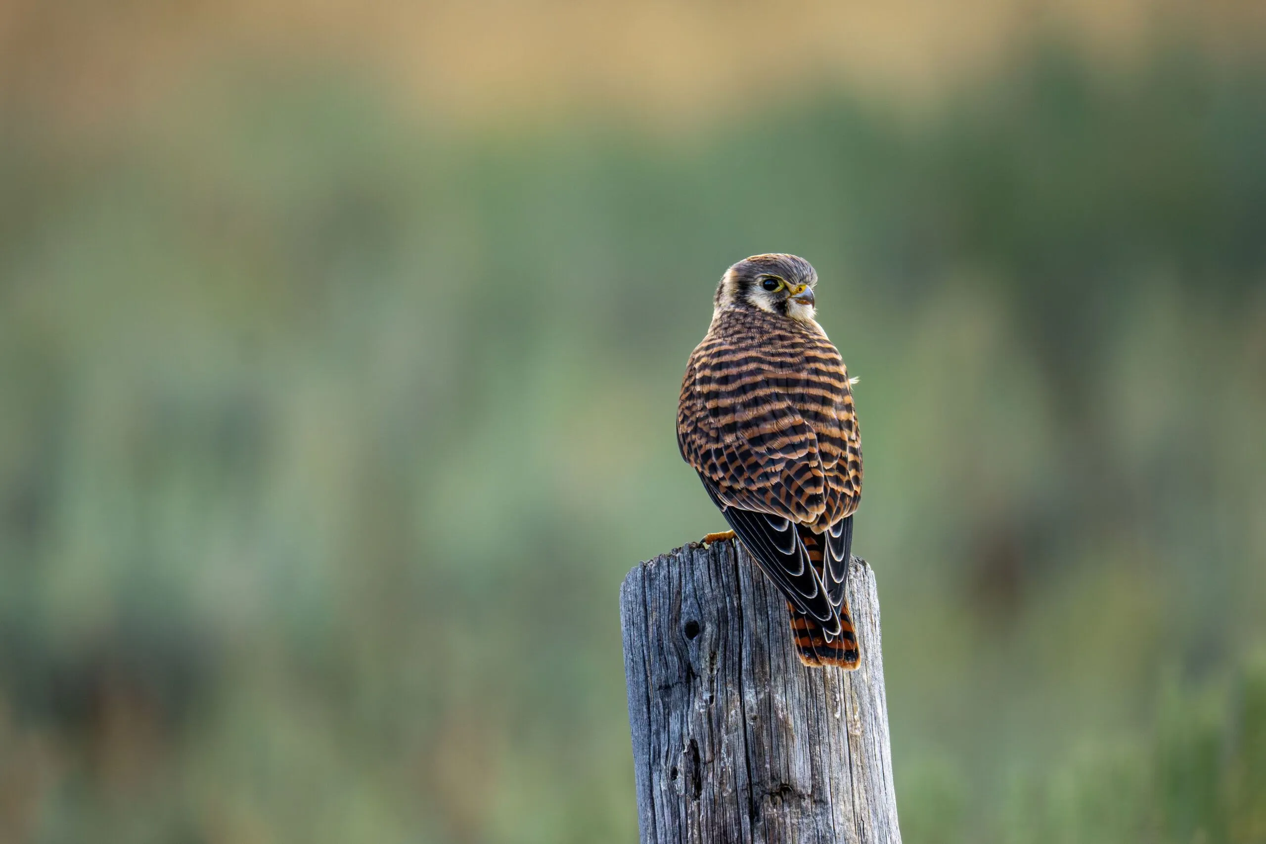 An American kestrel perched on a post, Yellowstone, WY