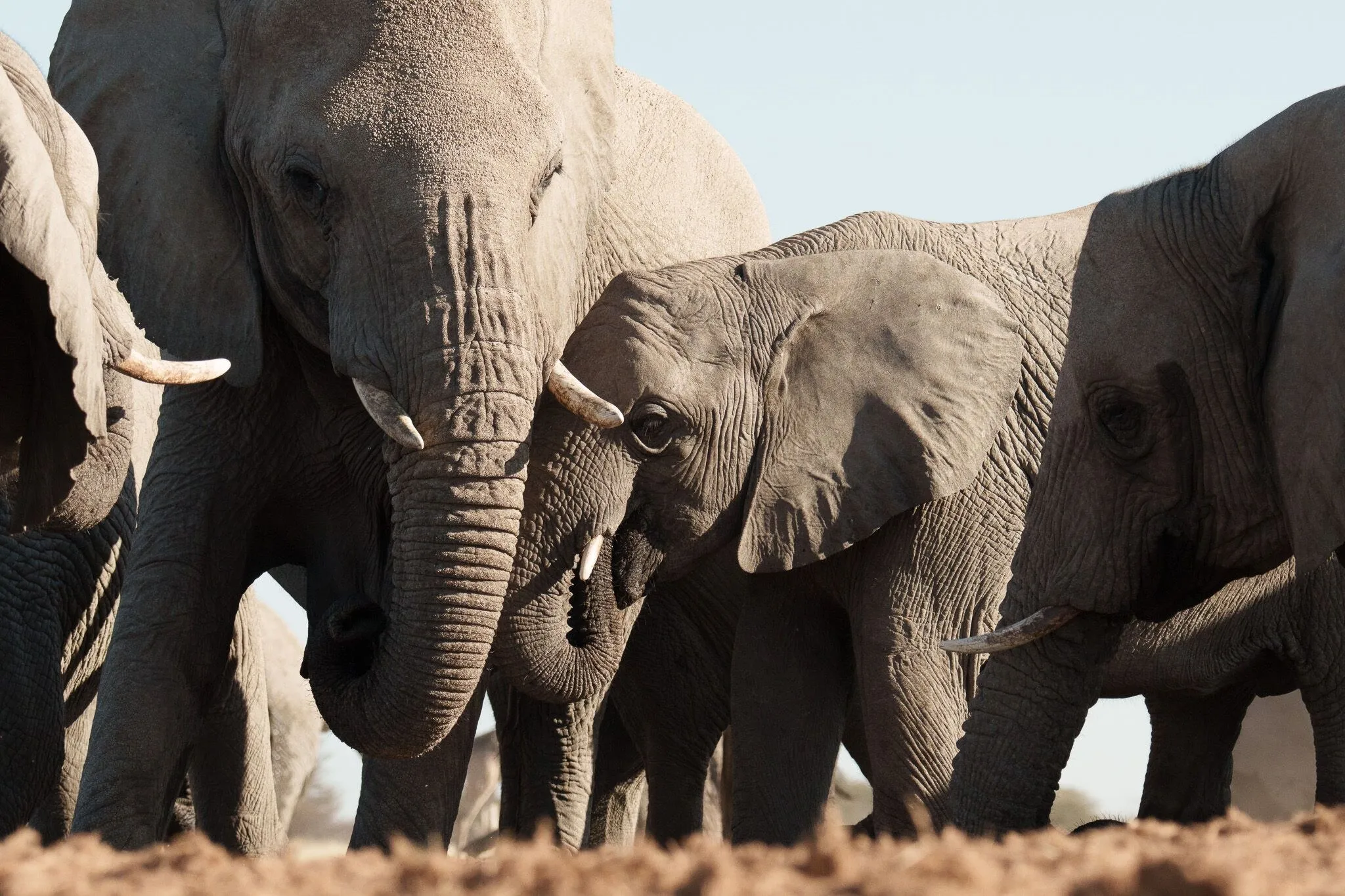 Namibia, Etosha National Park