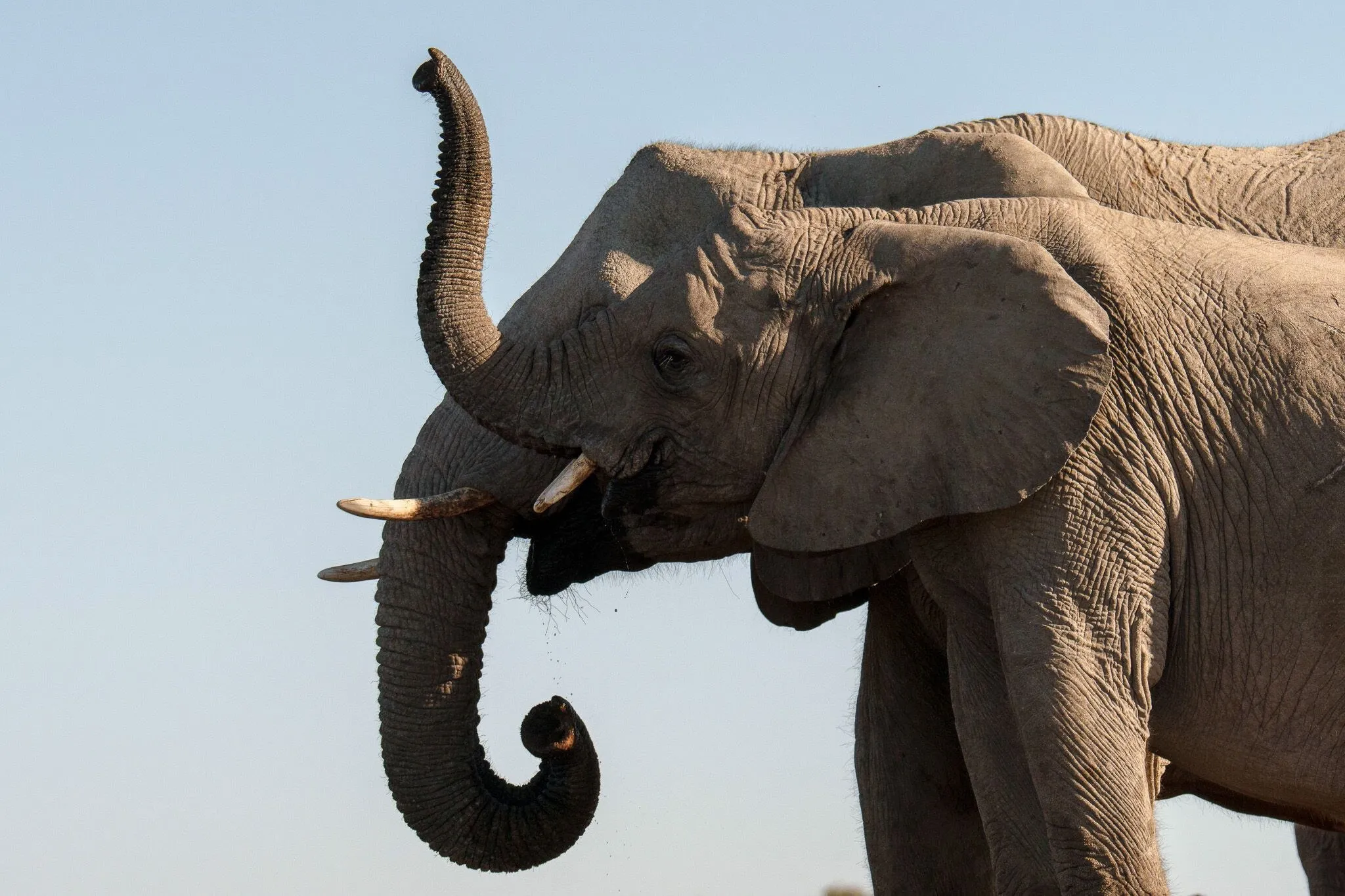 An elephant drinking, trunk curled, Etosha National Park, Namibia