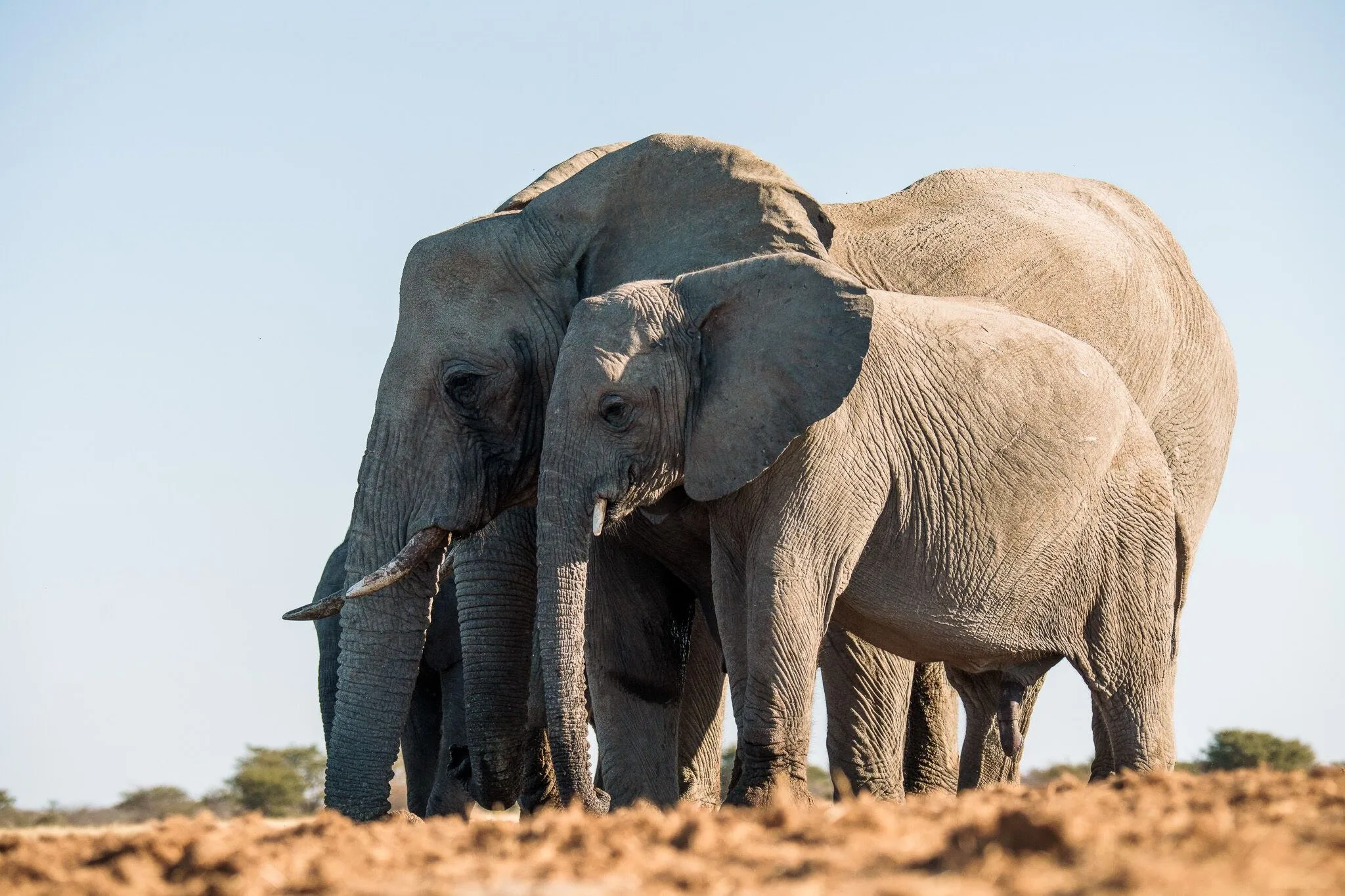 Namibia, Etosha National Park