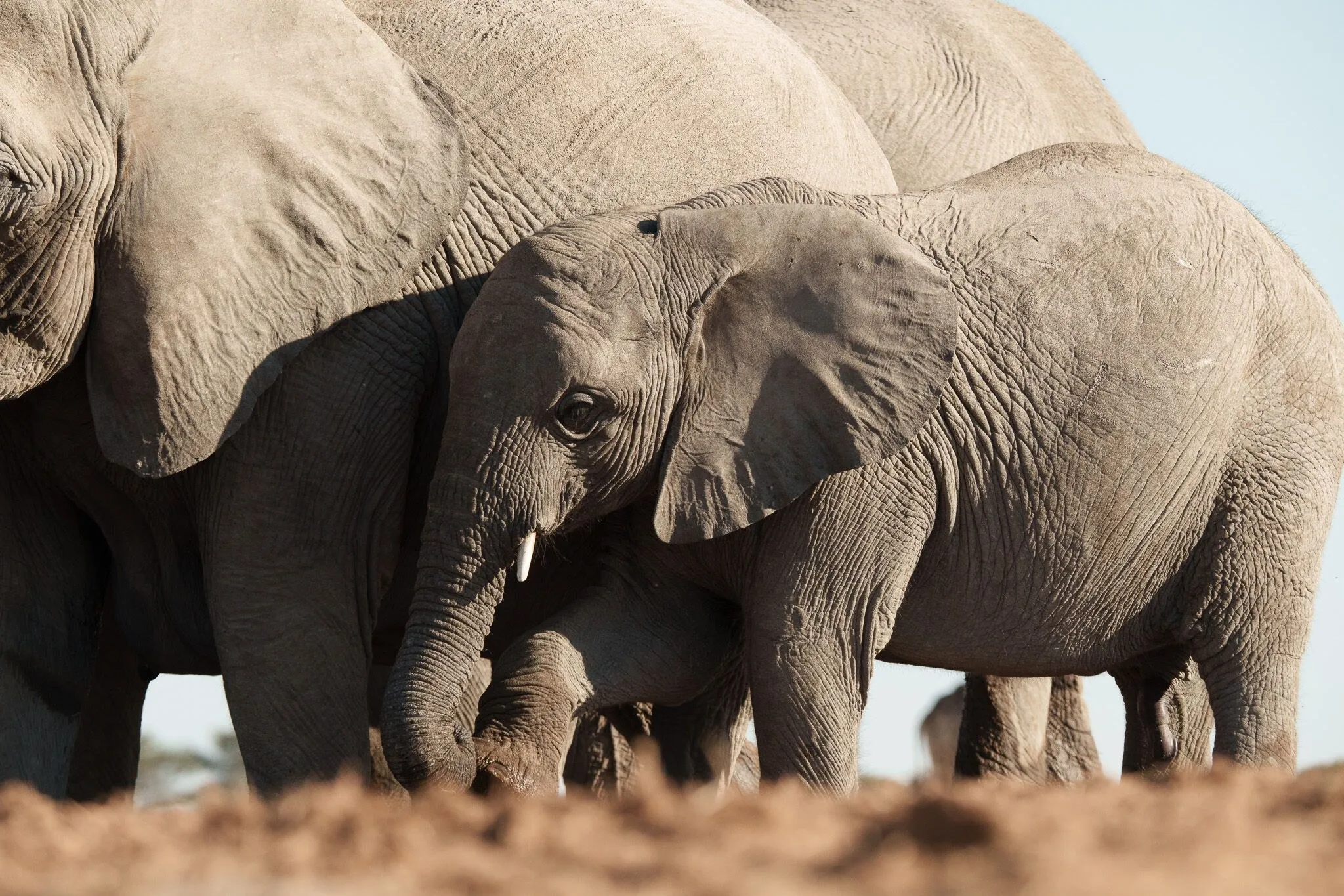 Namibia, Etosha National Park