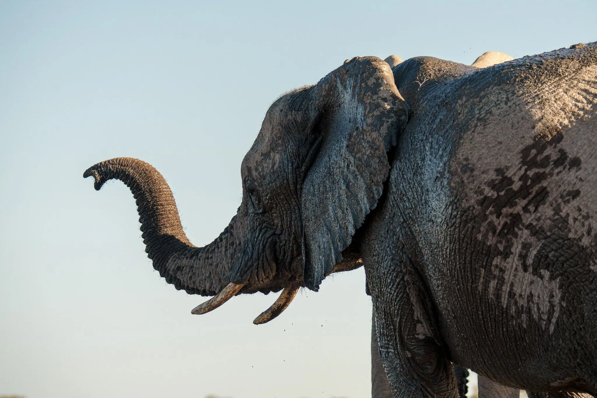 Namibia, Etosha National Park