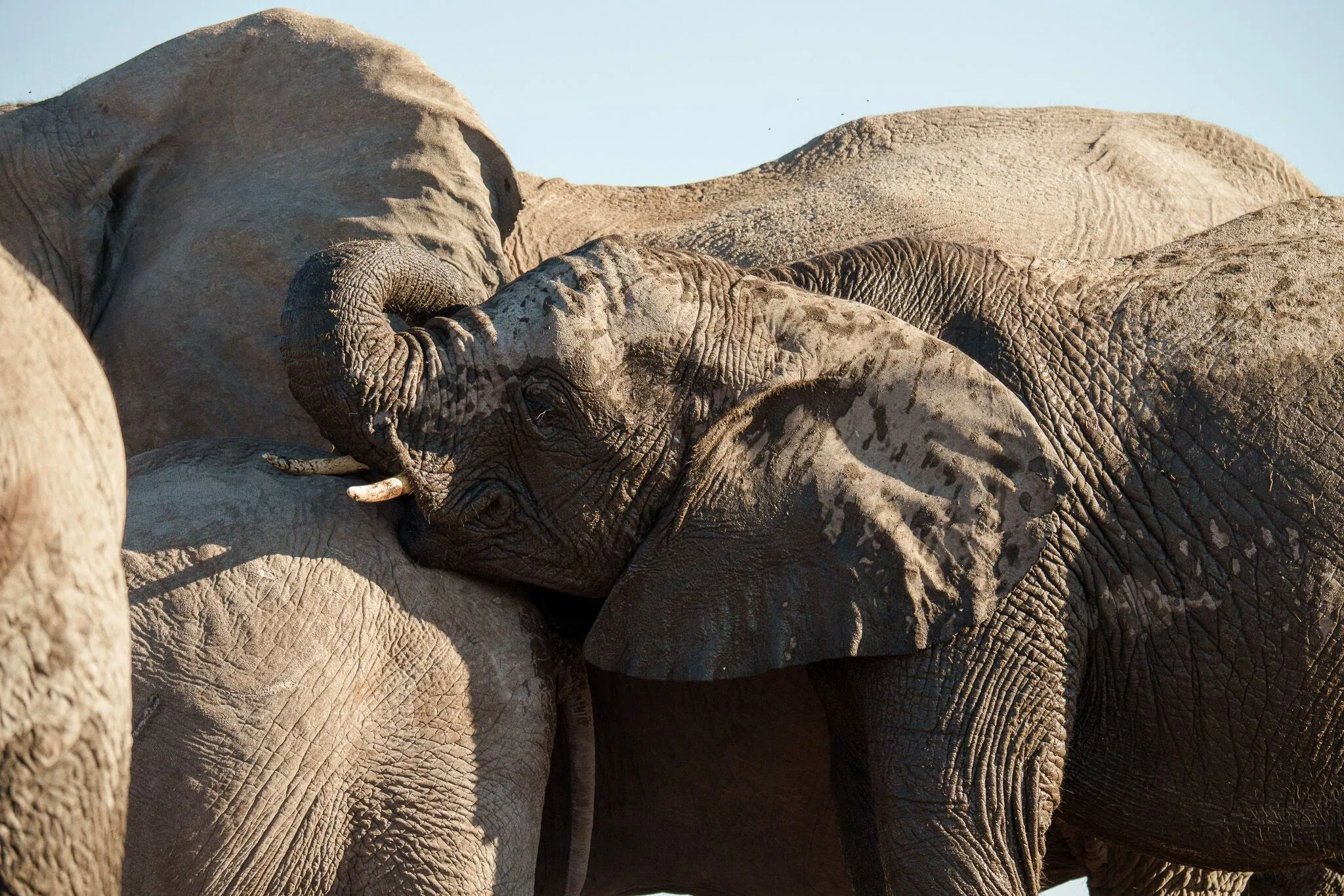 Namibia, Etosha National Park