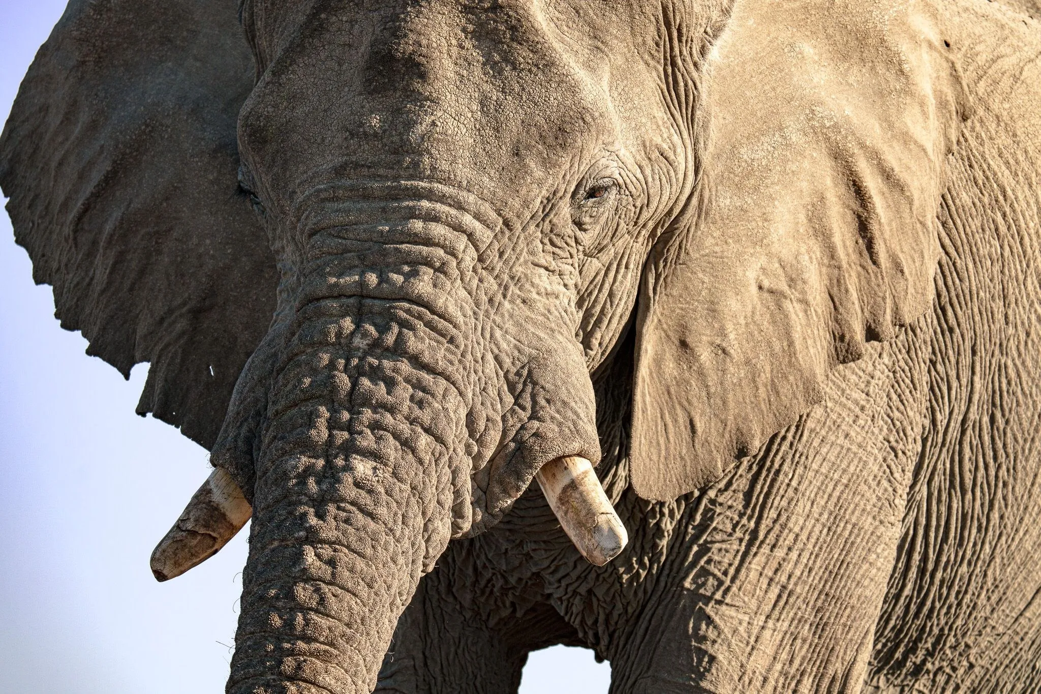 African elephant portrait with tusks, Etosha National Park, Namibia