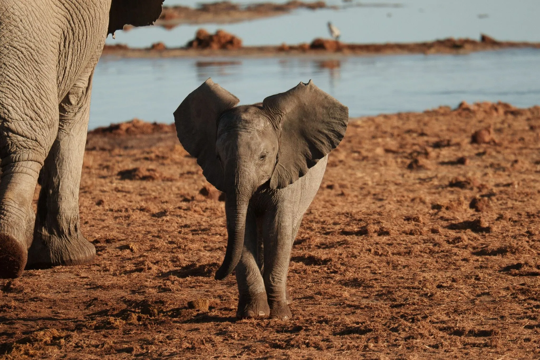 Namibia, Etosha National Park