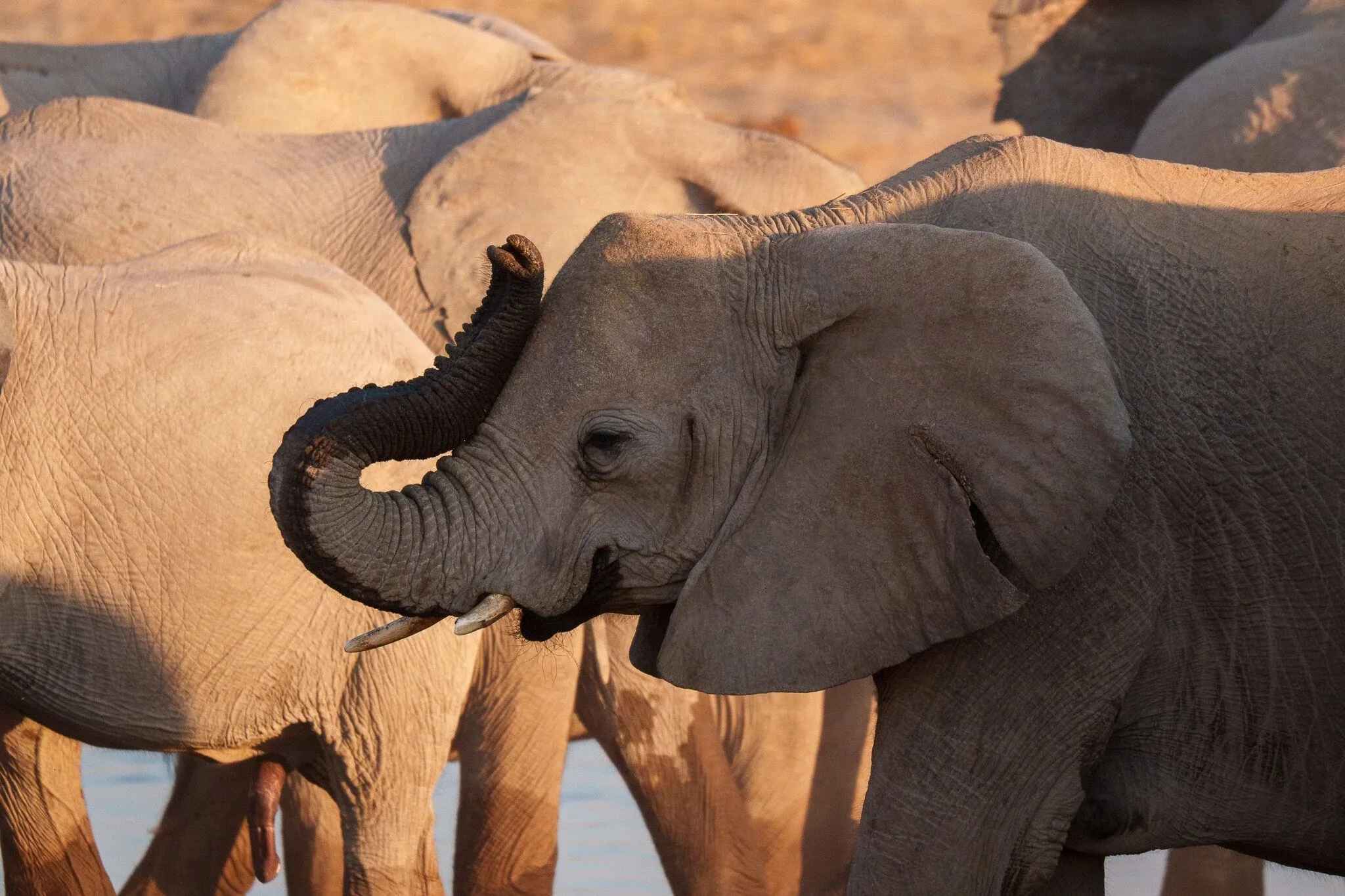 Namibia, Etosha National Park