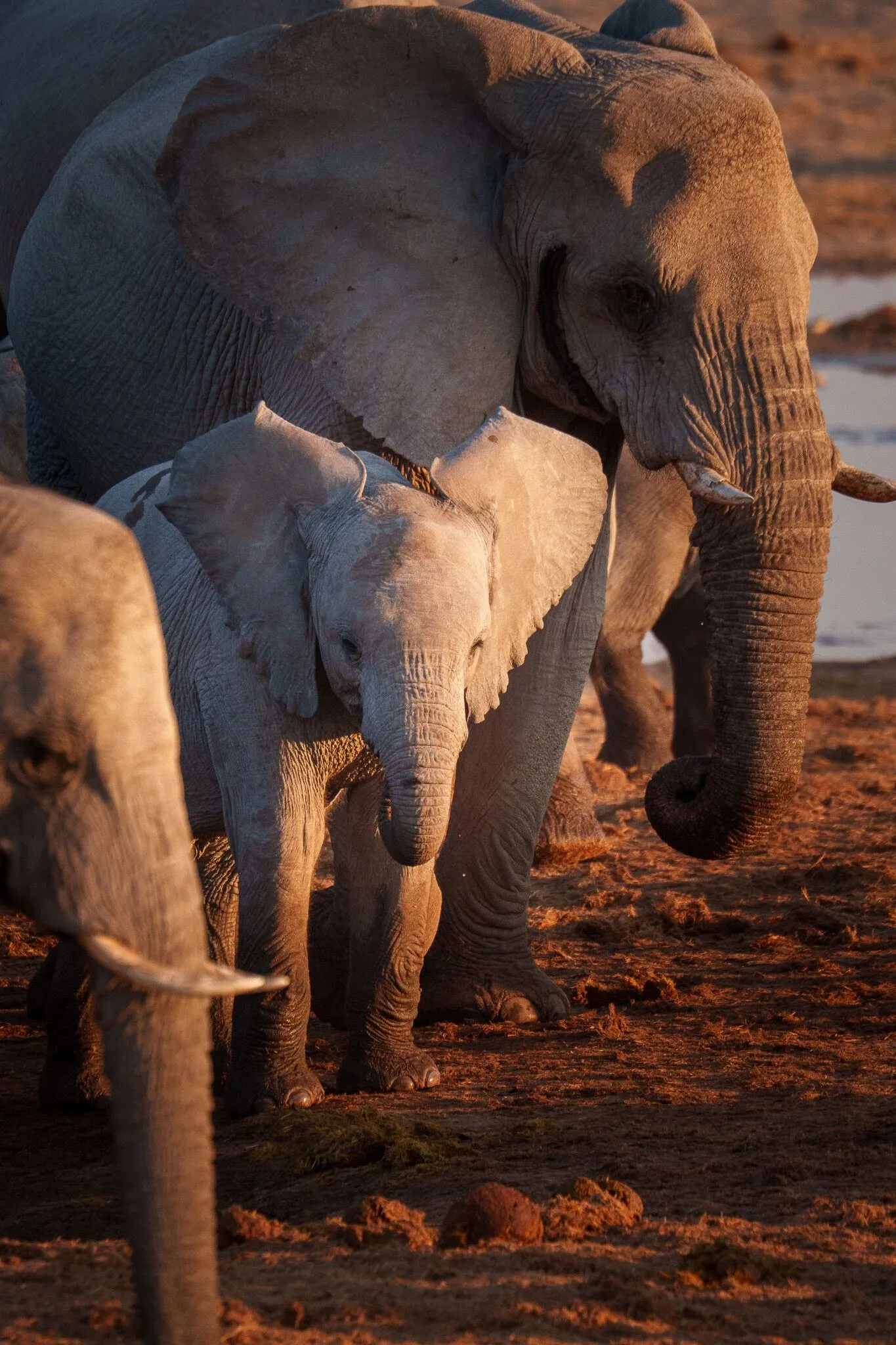 Namibia, Etosha National Park