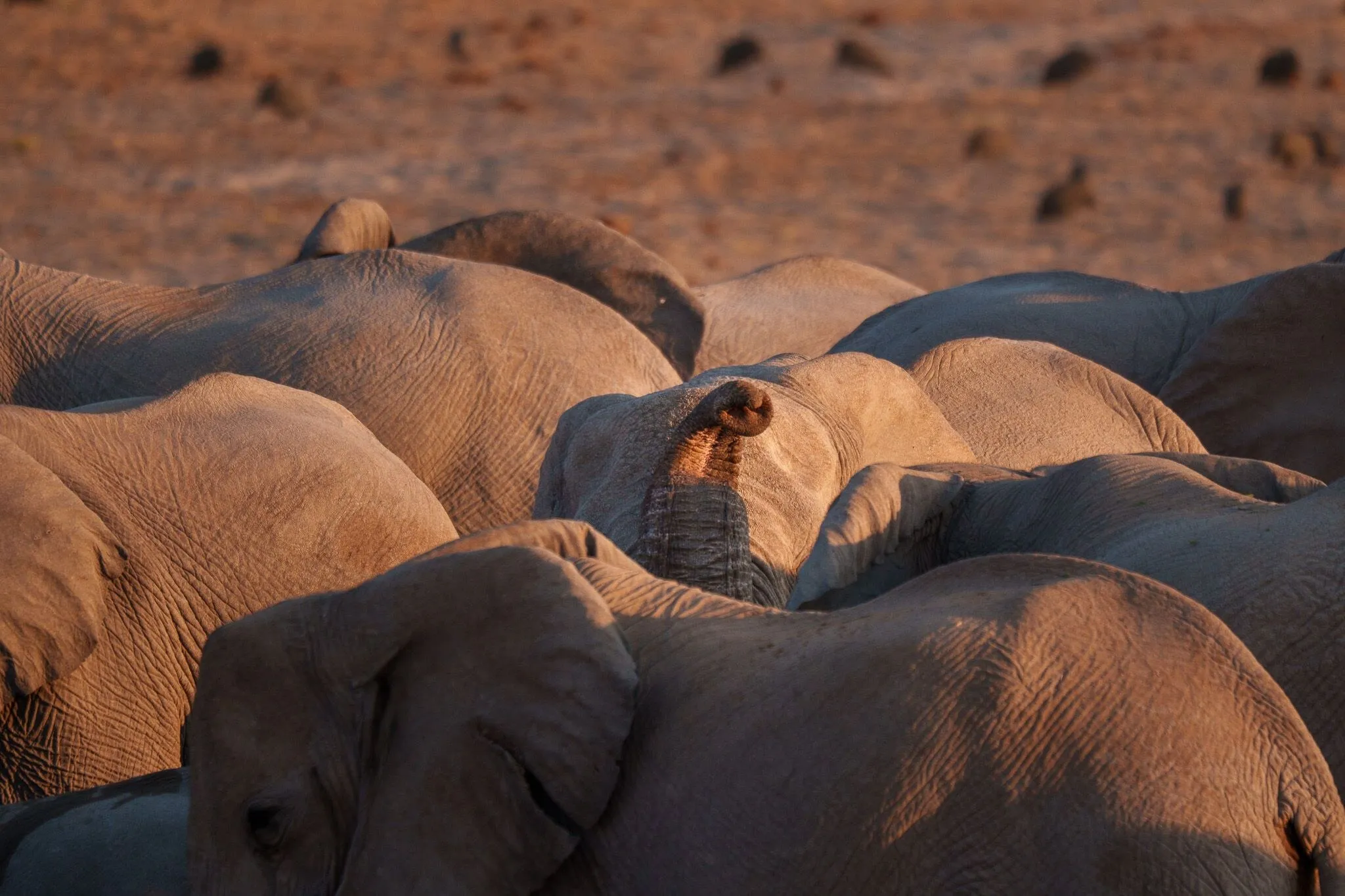 Namibia, Etosha National Park