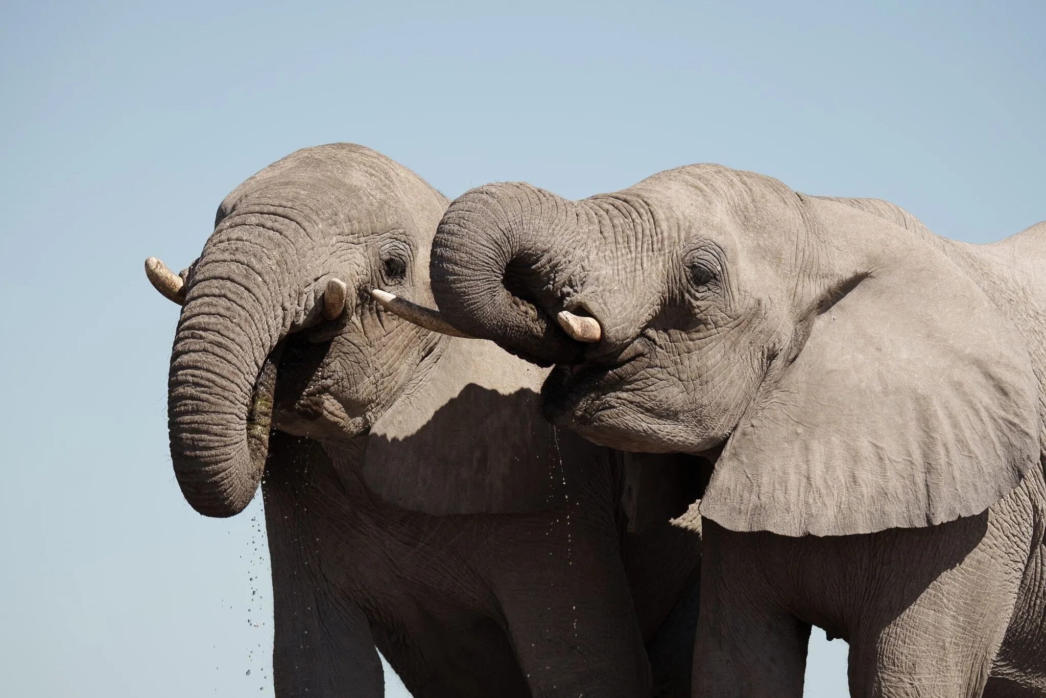 Namibia, Etosha National Park