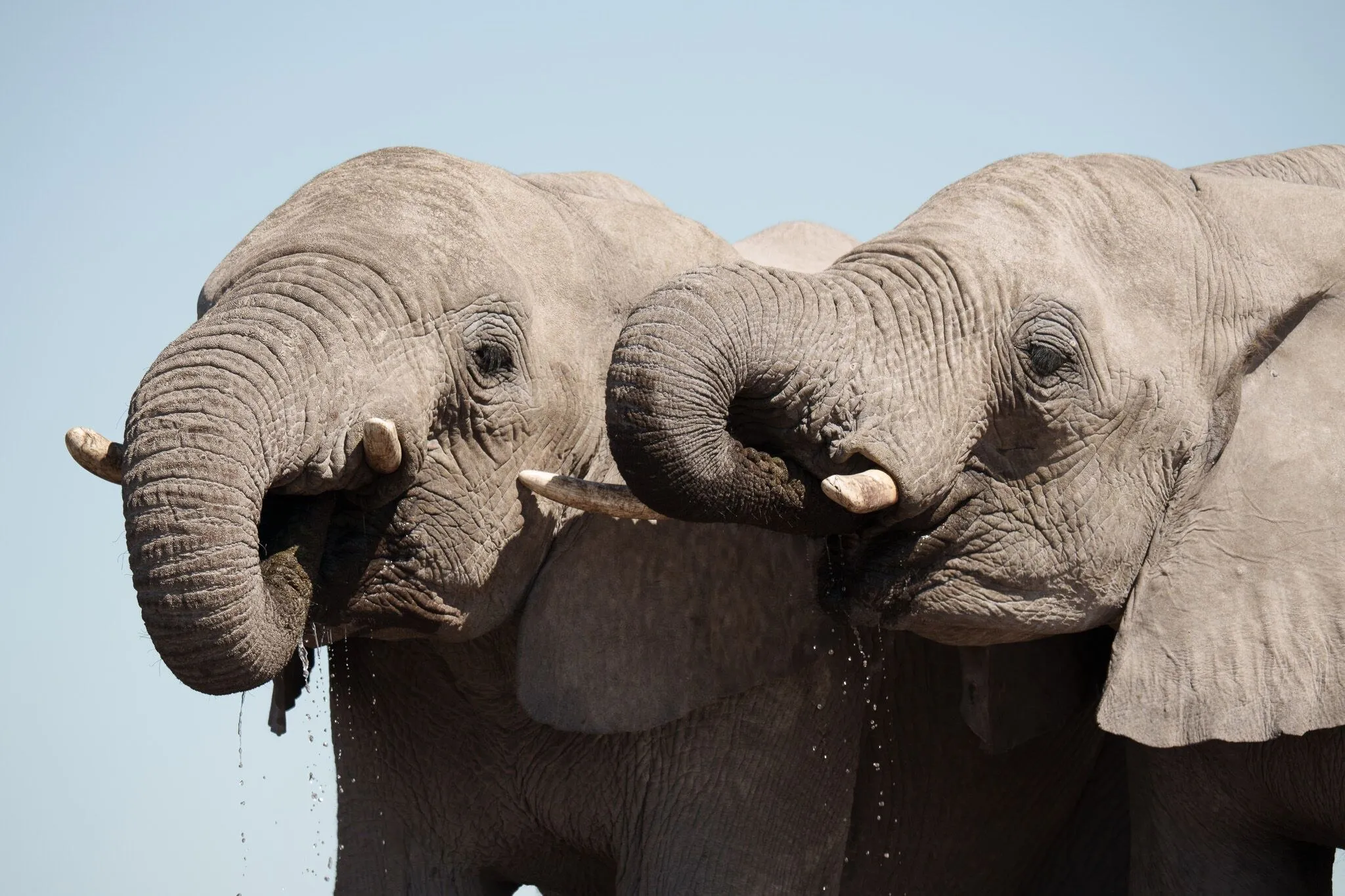 Namibia, Etosha National Park