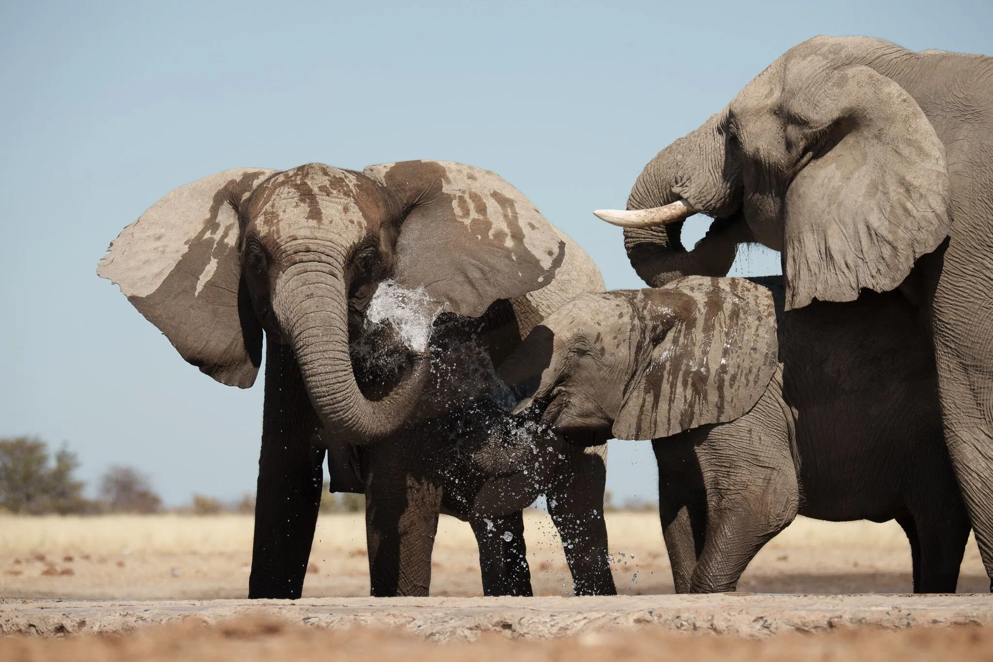 Two elephants spraying at a waterhole, Etosha National Park, Namibia