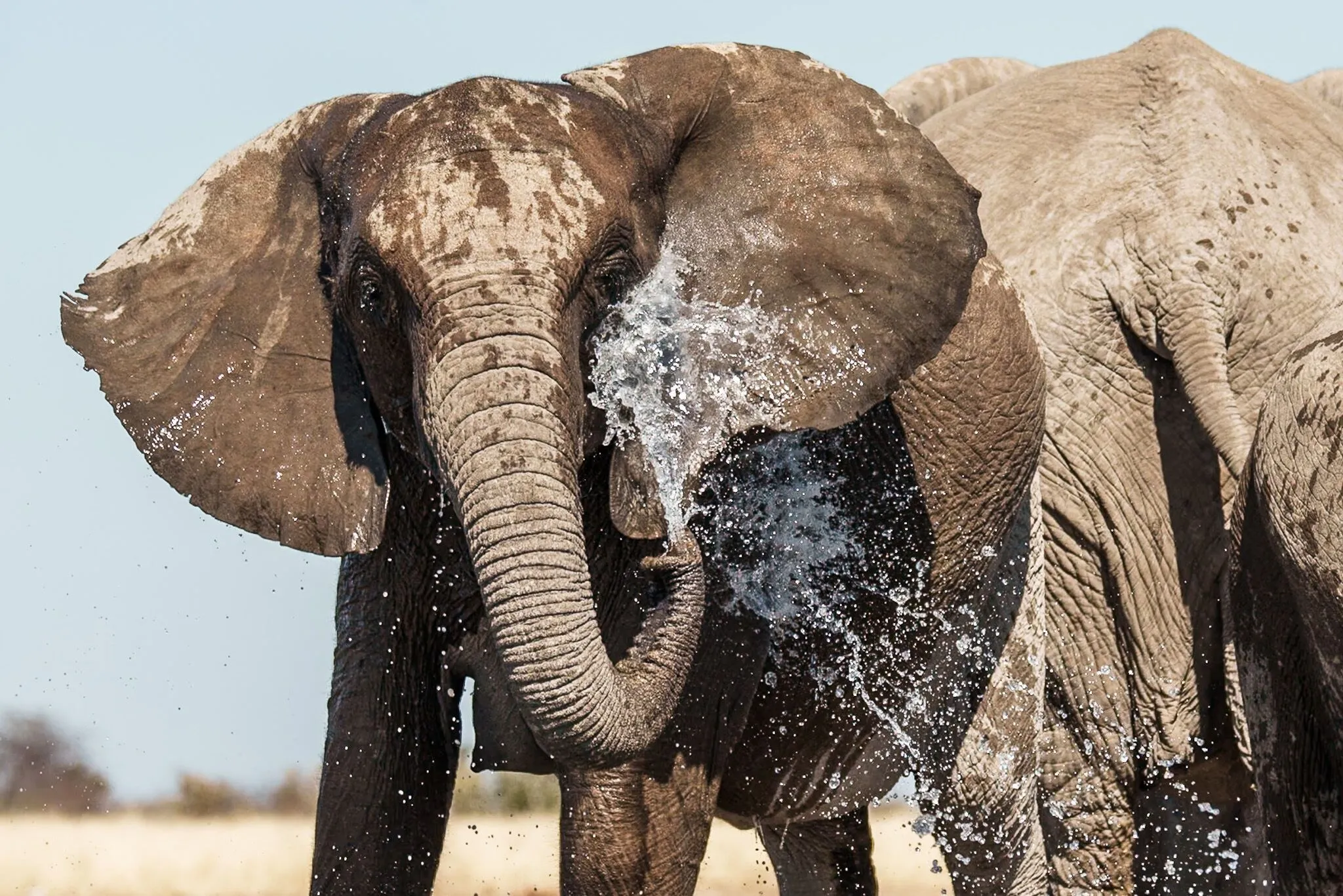 Namibia, Etosha National Park