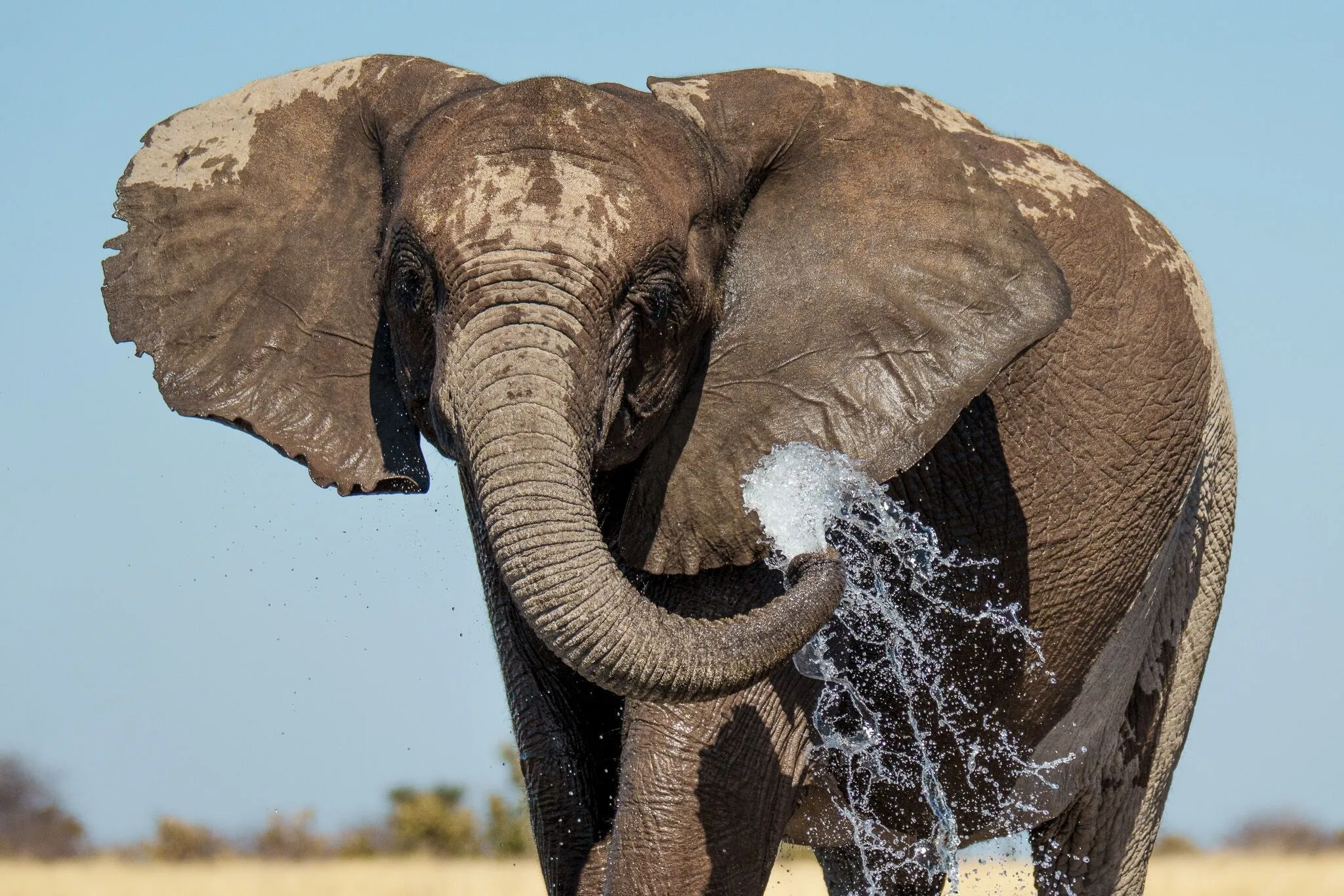 An elephant spraying water over itself, Etosha National Park, Namibia