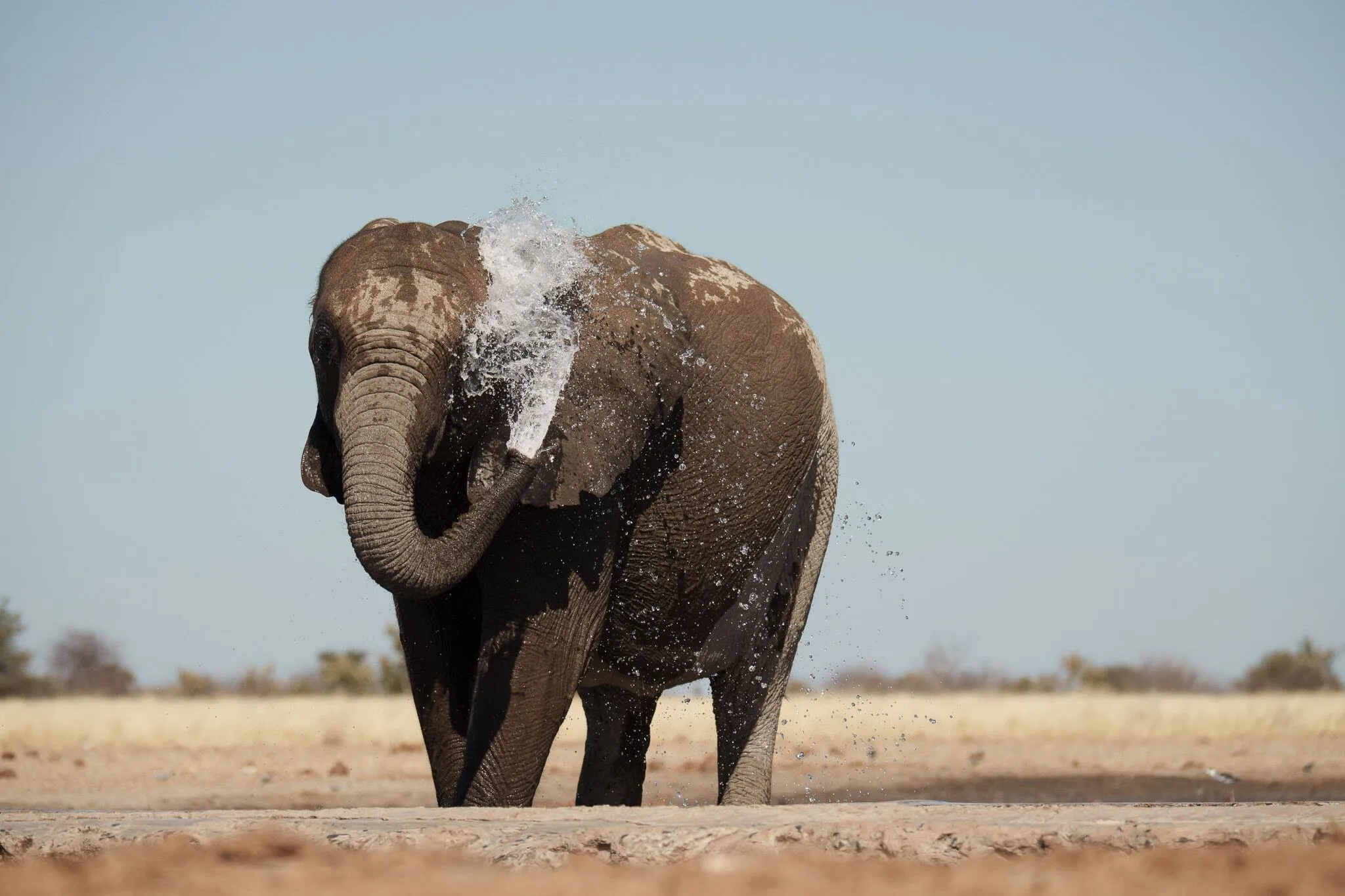 Namibia, Etosha National Park