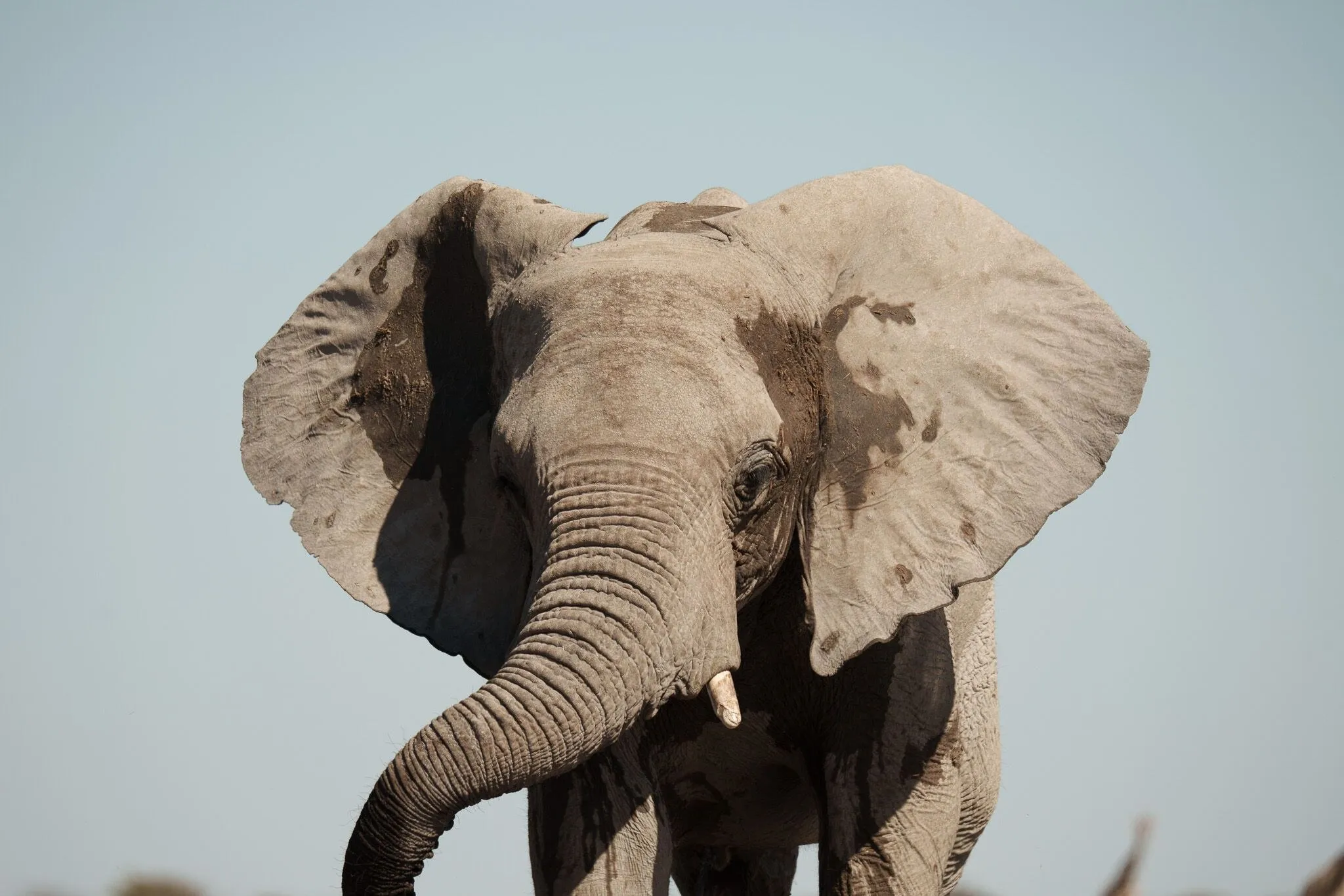 Namibia, Etosha National Park