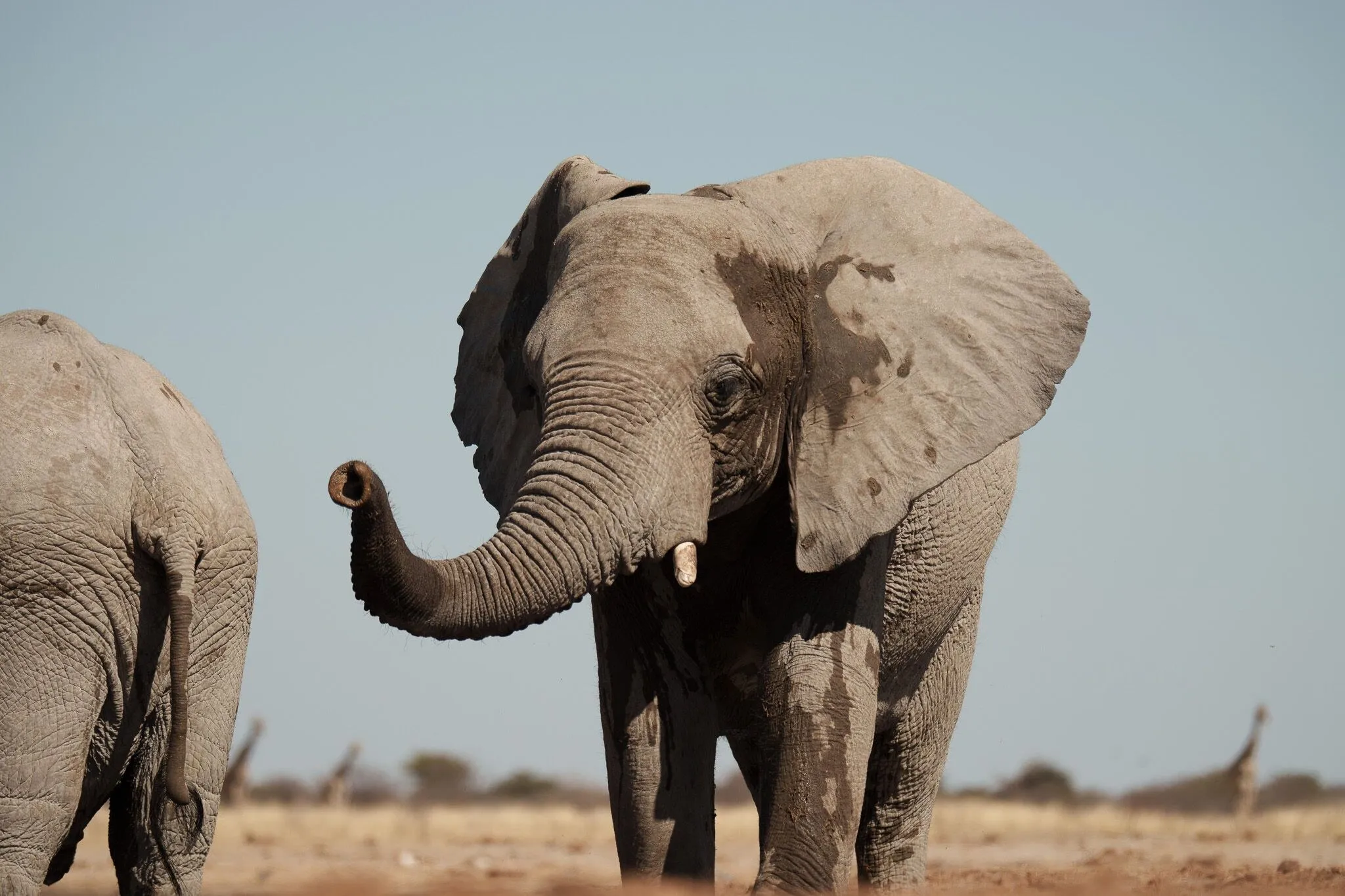 Namibia, Etosha National Park