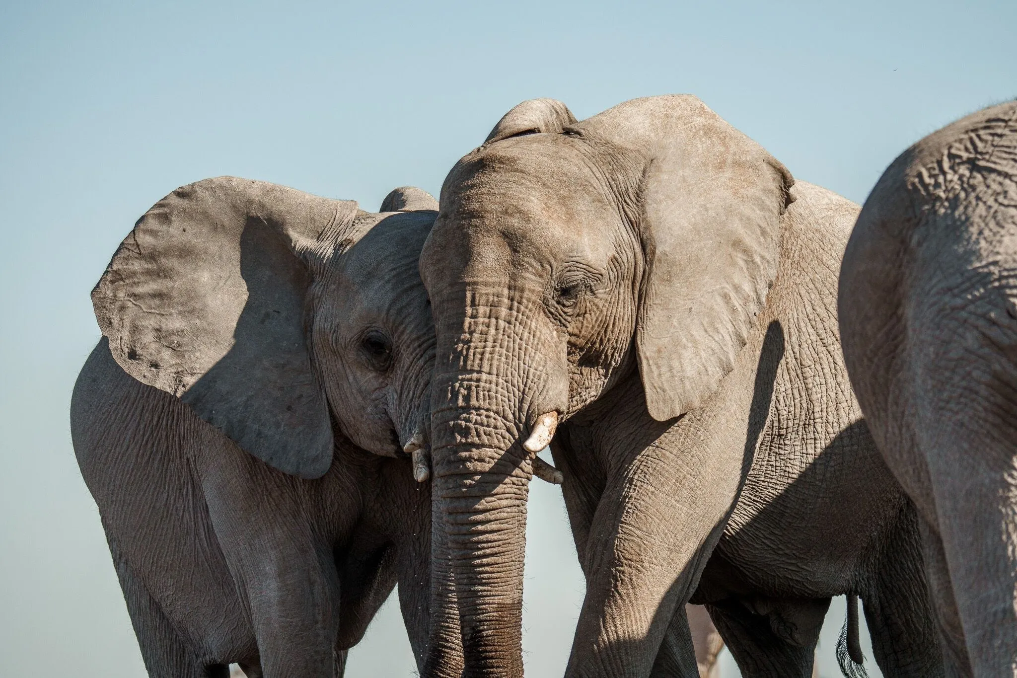 Namibia, Etosha National Park