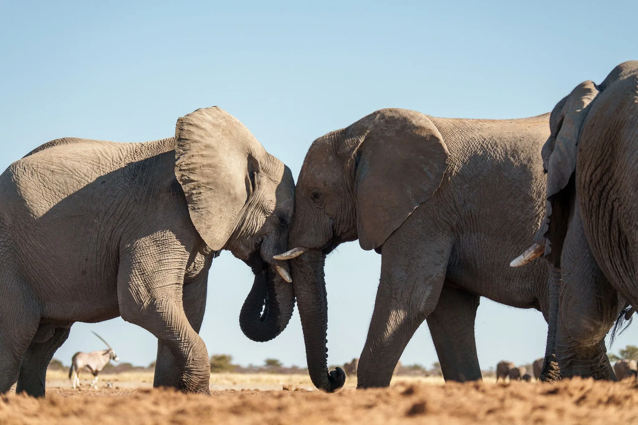 Two young elephants playing, Etosha National Park, Namibia