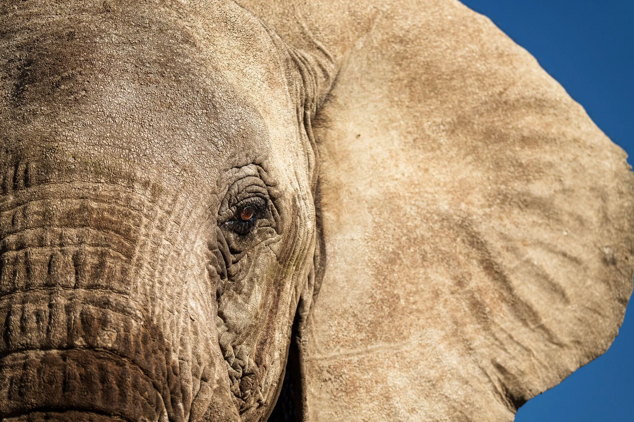 A close portrait of an African elephant, Etosha National Park, Namibia