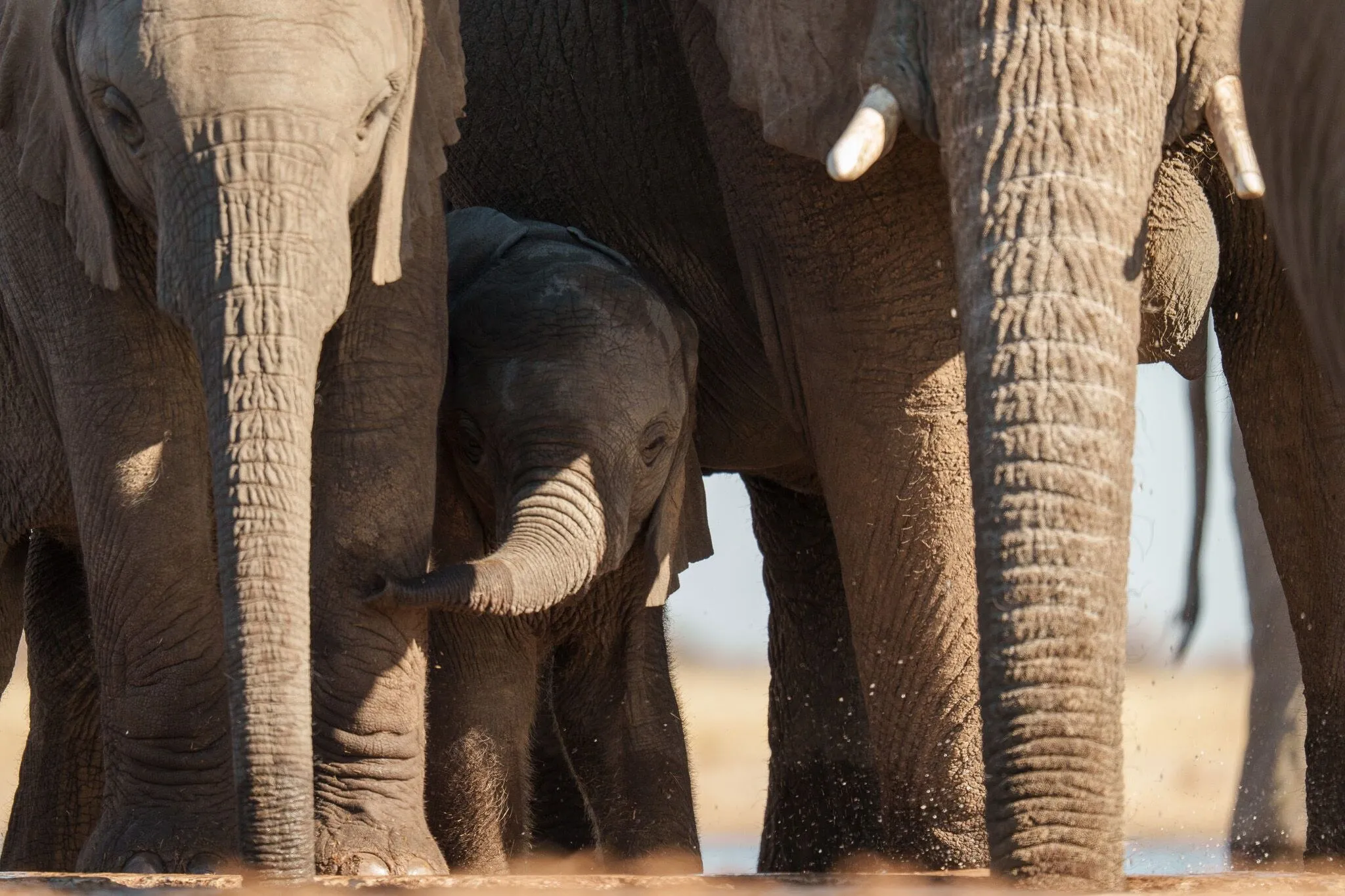 Namibia, Etosha National Park