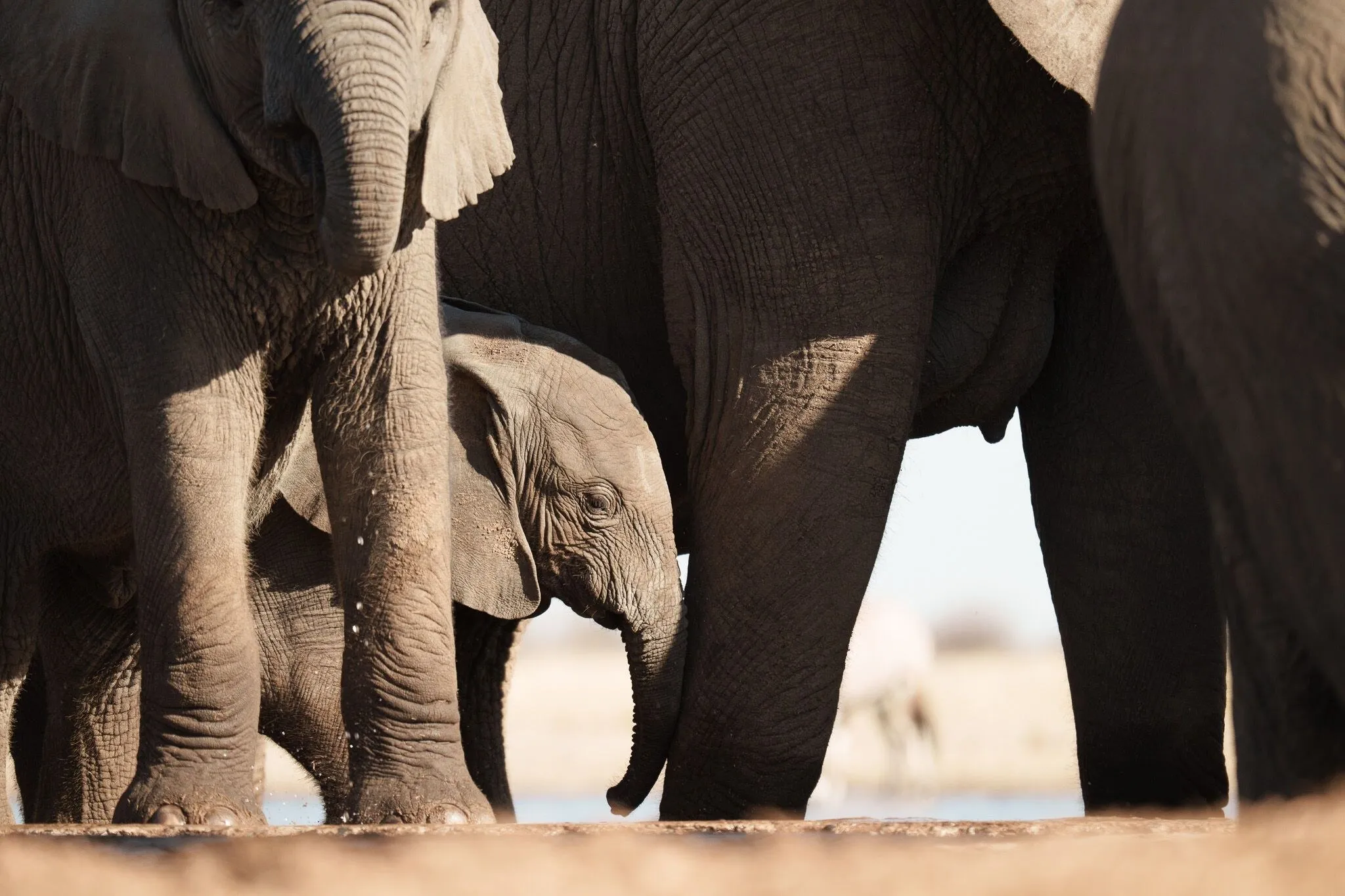 Namibia, Etosha National Park