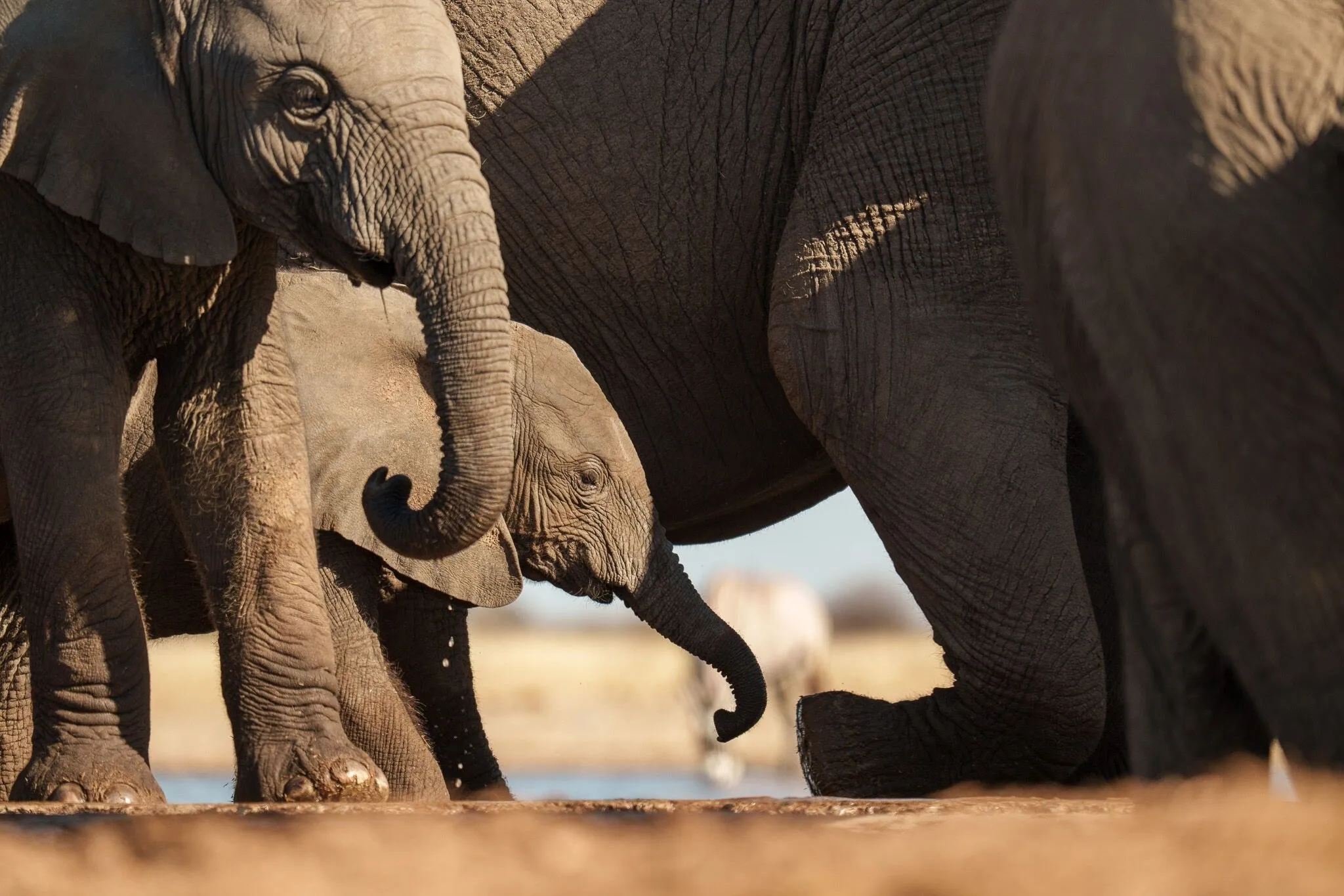 Namibia, Etosha National Park