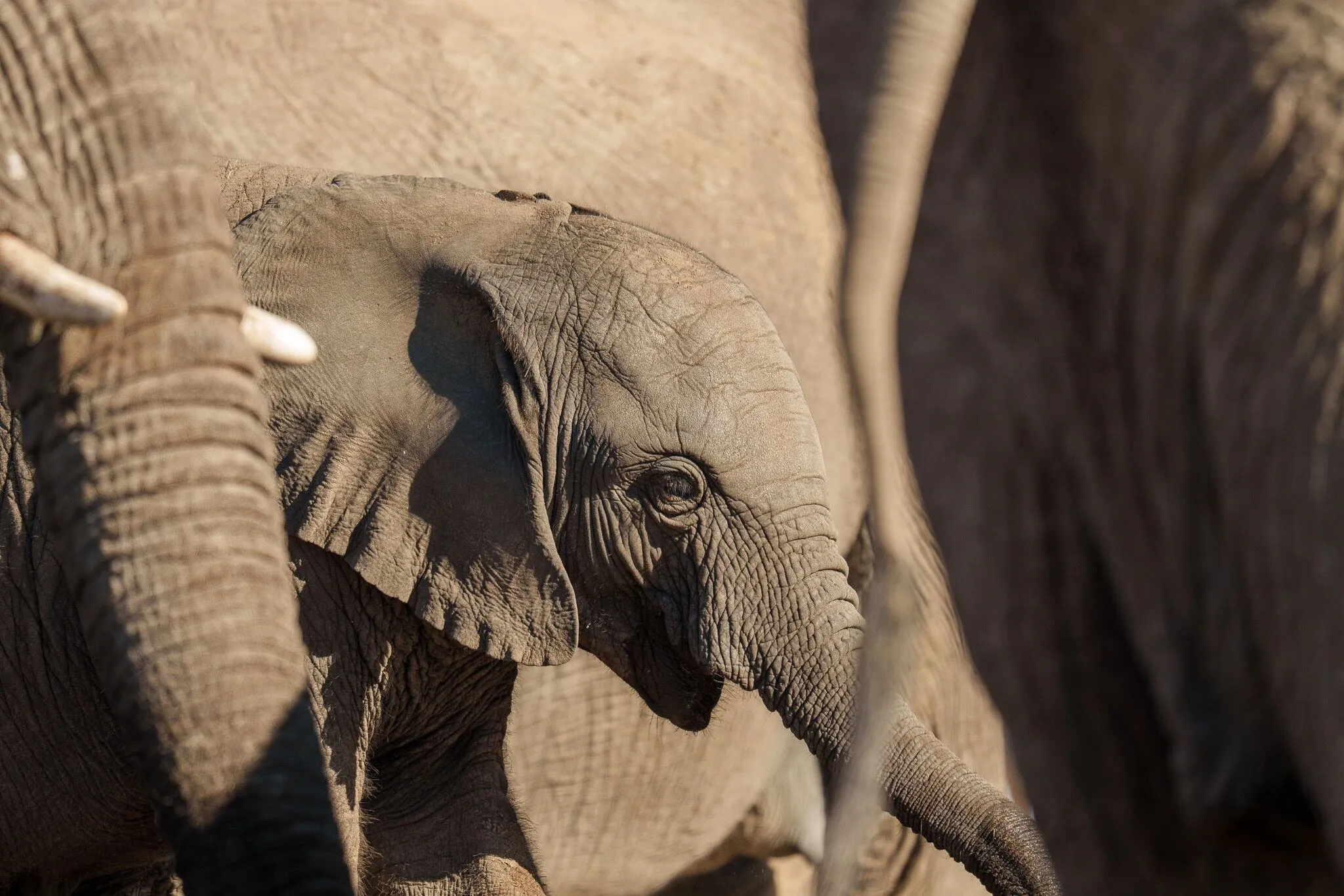 Namibia, Etosha National Park