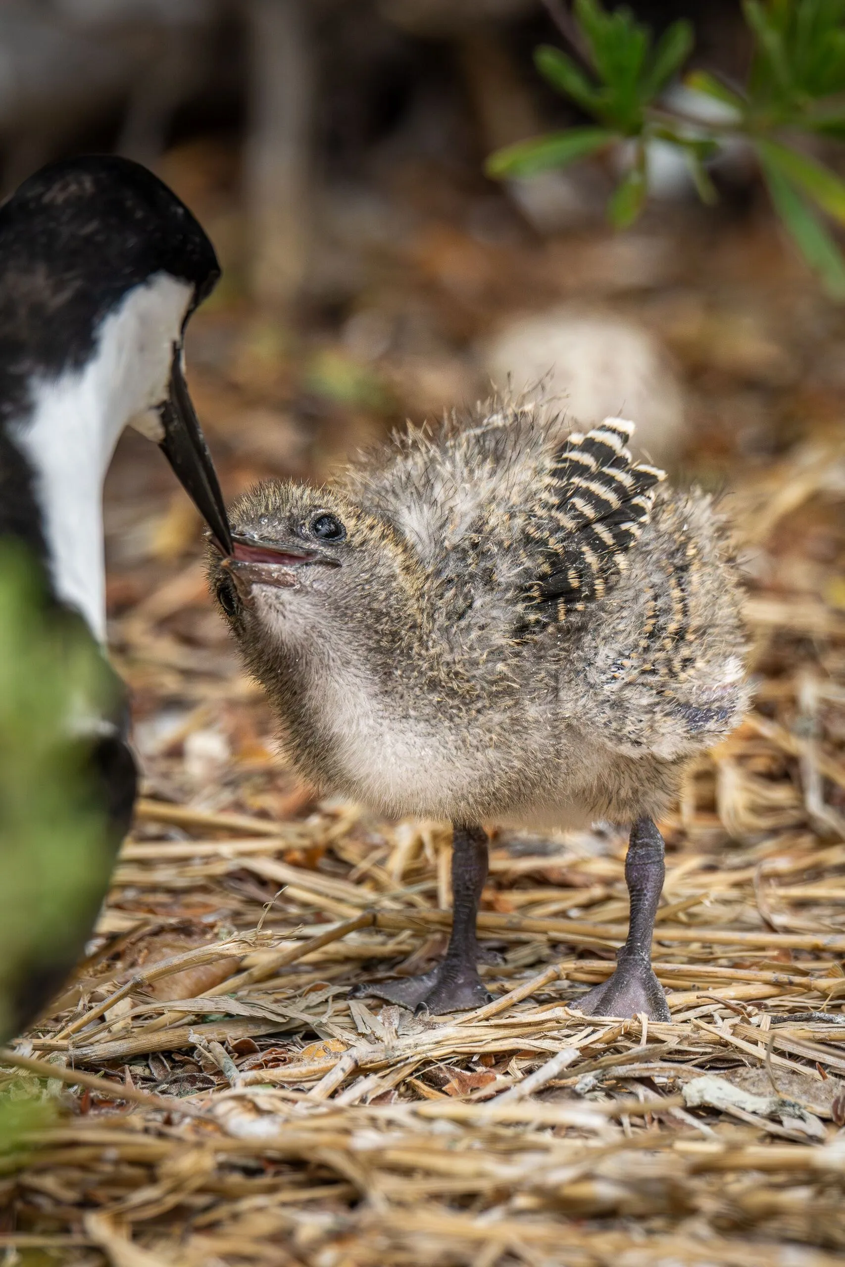 A sooty tern feeding its chick, Bush Key, FL